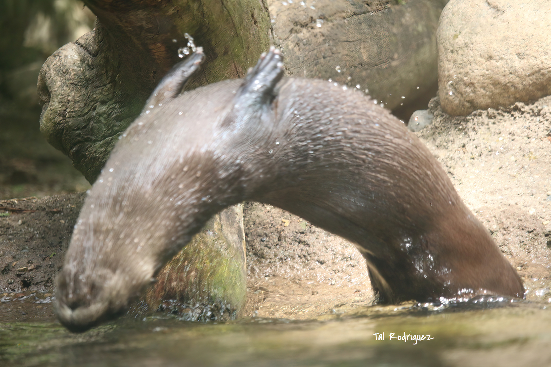 9307 - The Dancing Otter