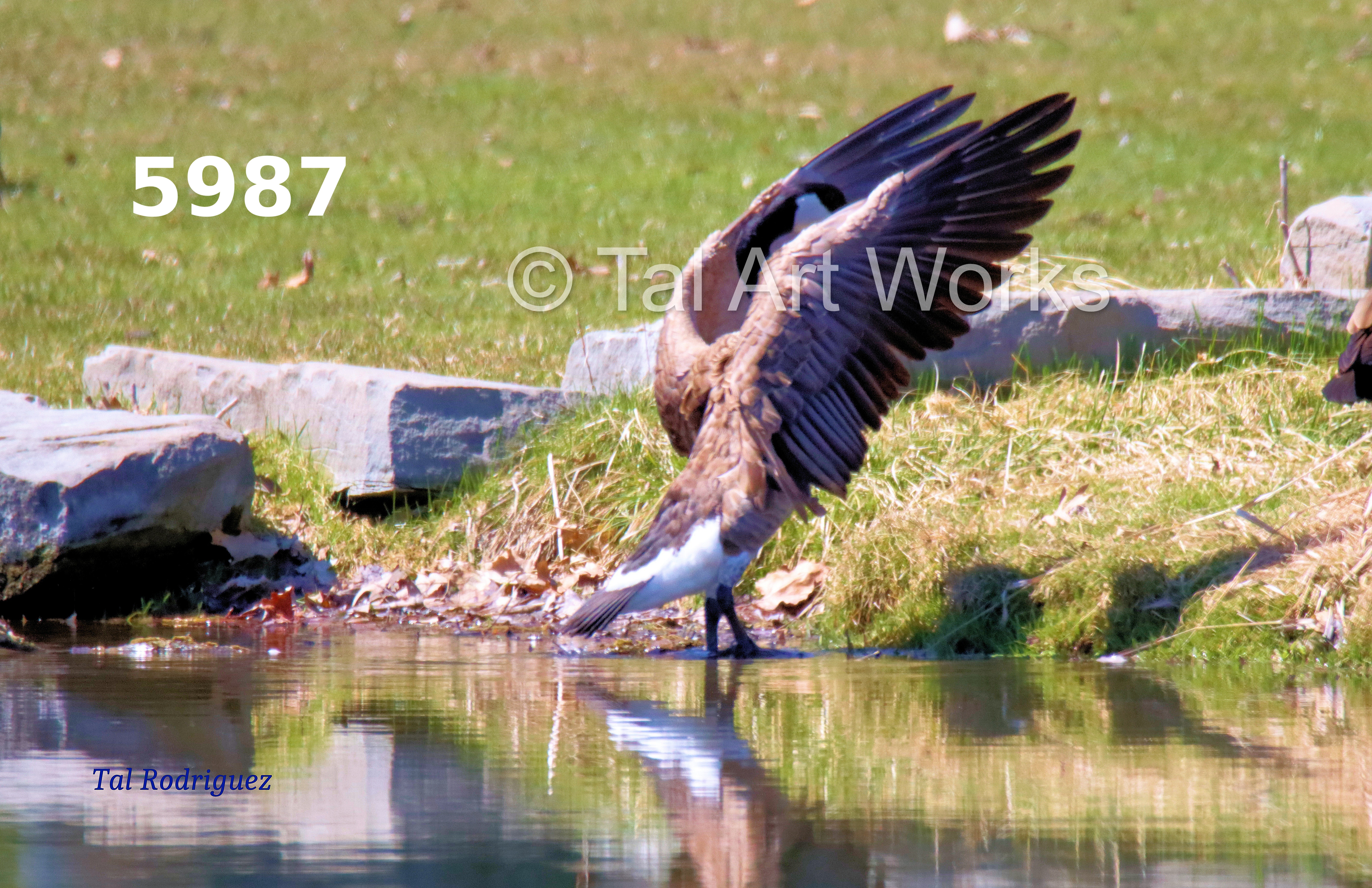 5000 Series - Goose Spreading Wings (3 Photo Series)