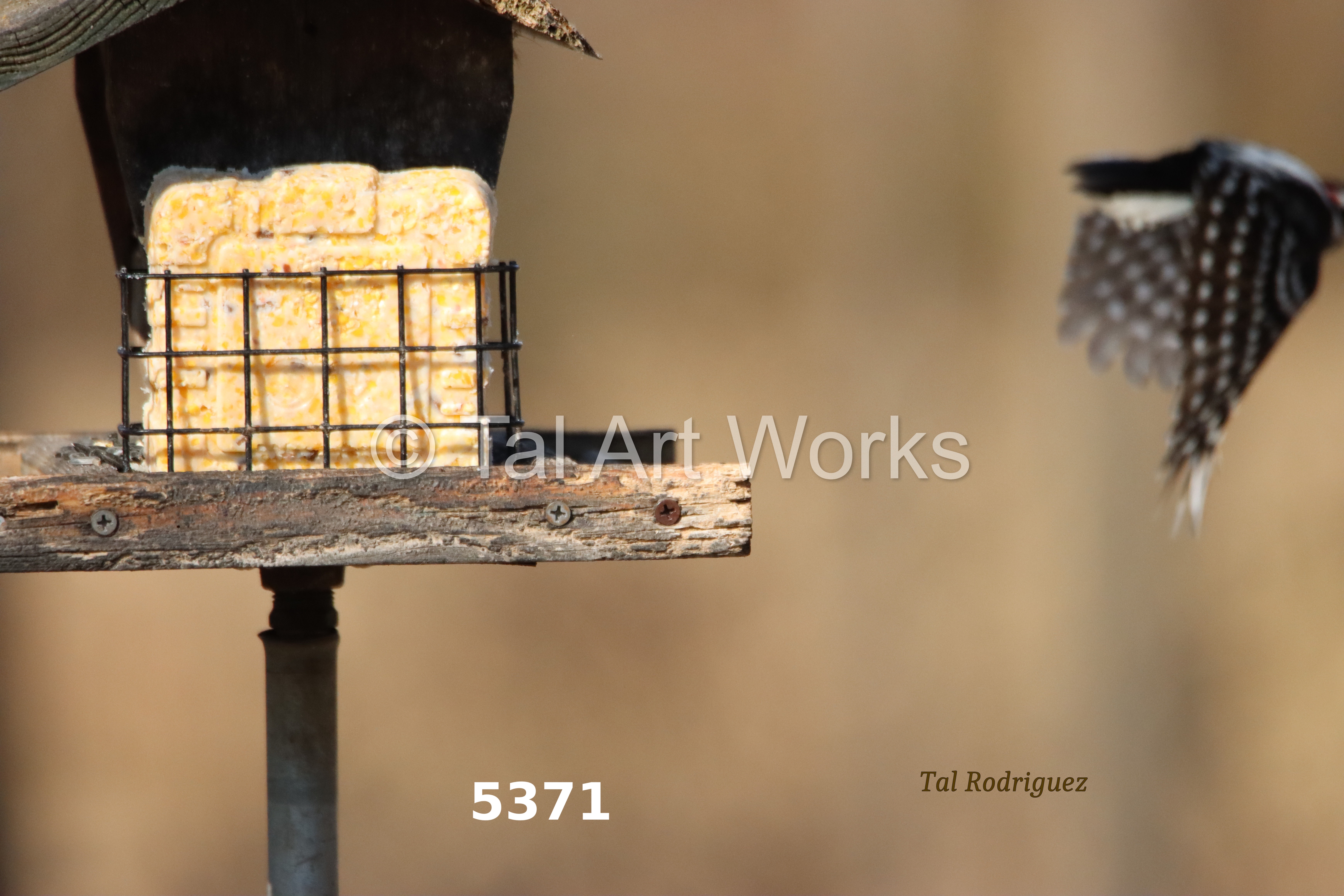 5369-5371 The Bird and the Bee (3 Photo Series) plus Display (Display is NOT for sale.)