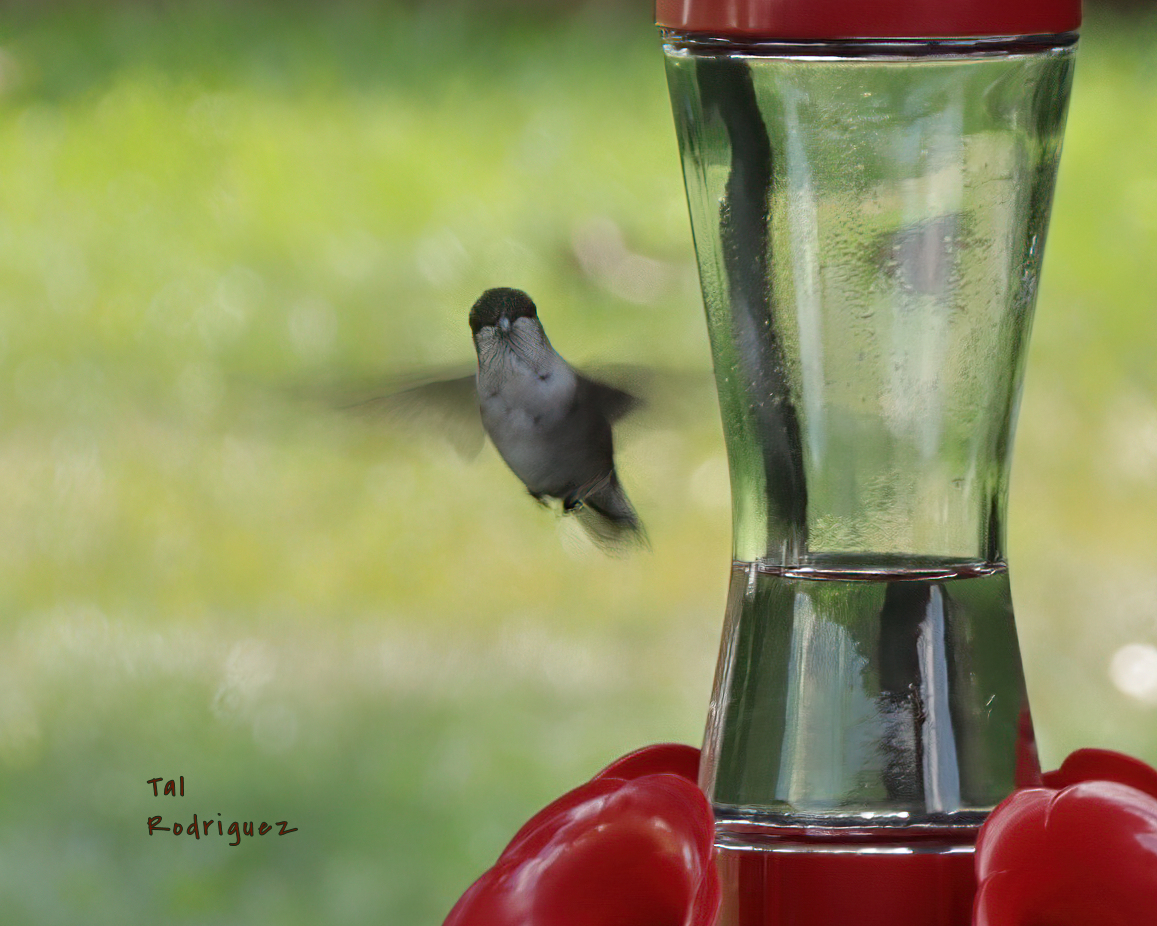 1647 - Curious Hummingbird