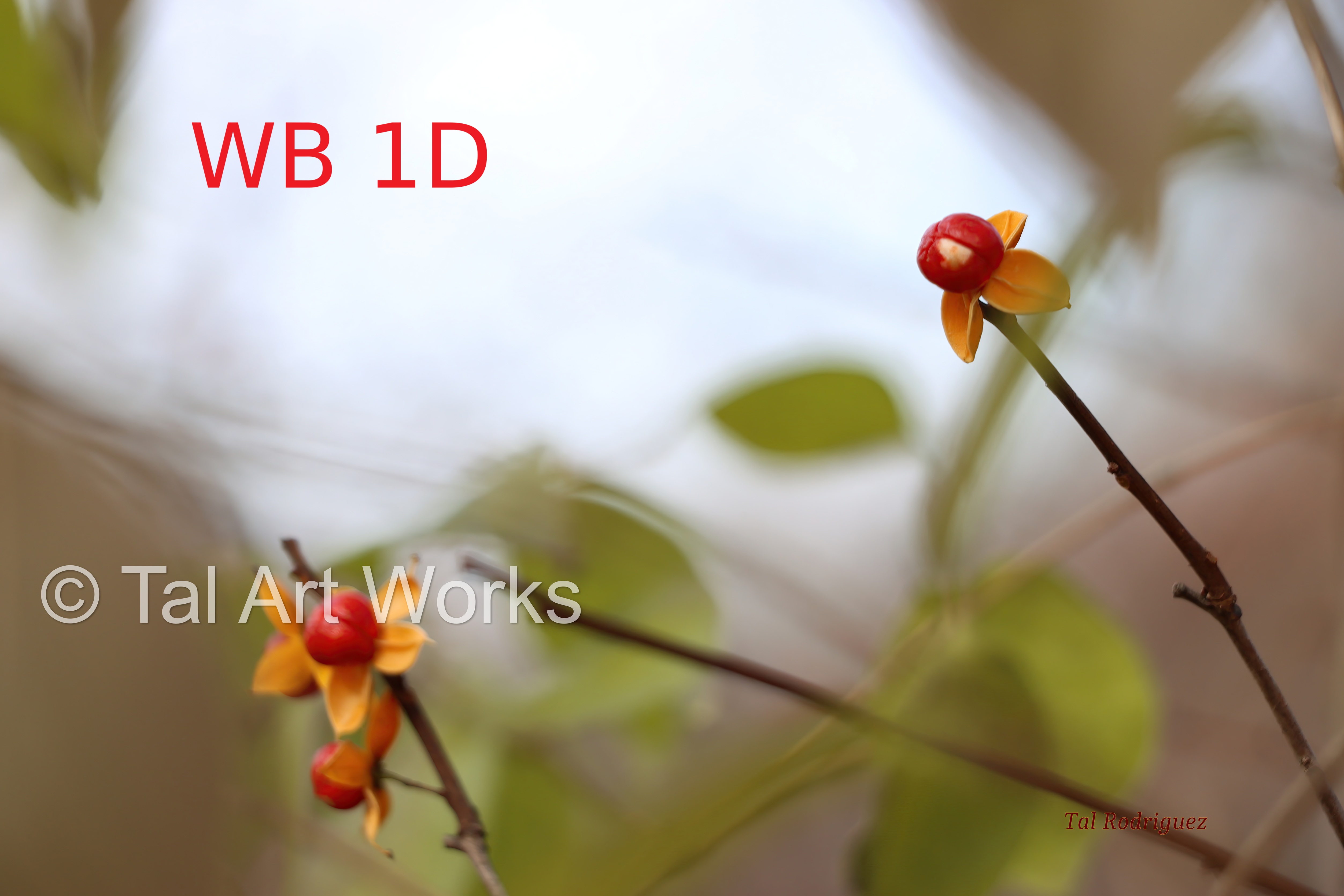 Series - Winter Berries