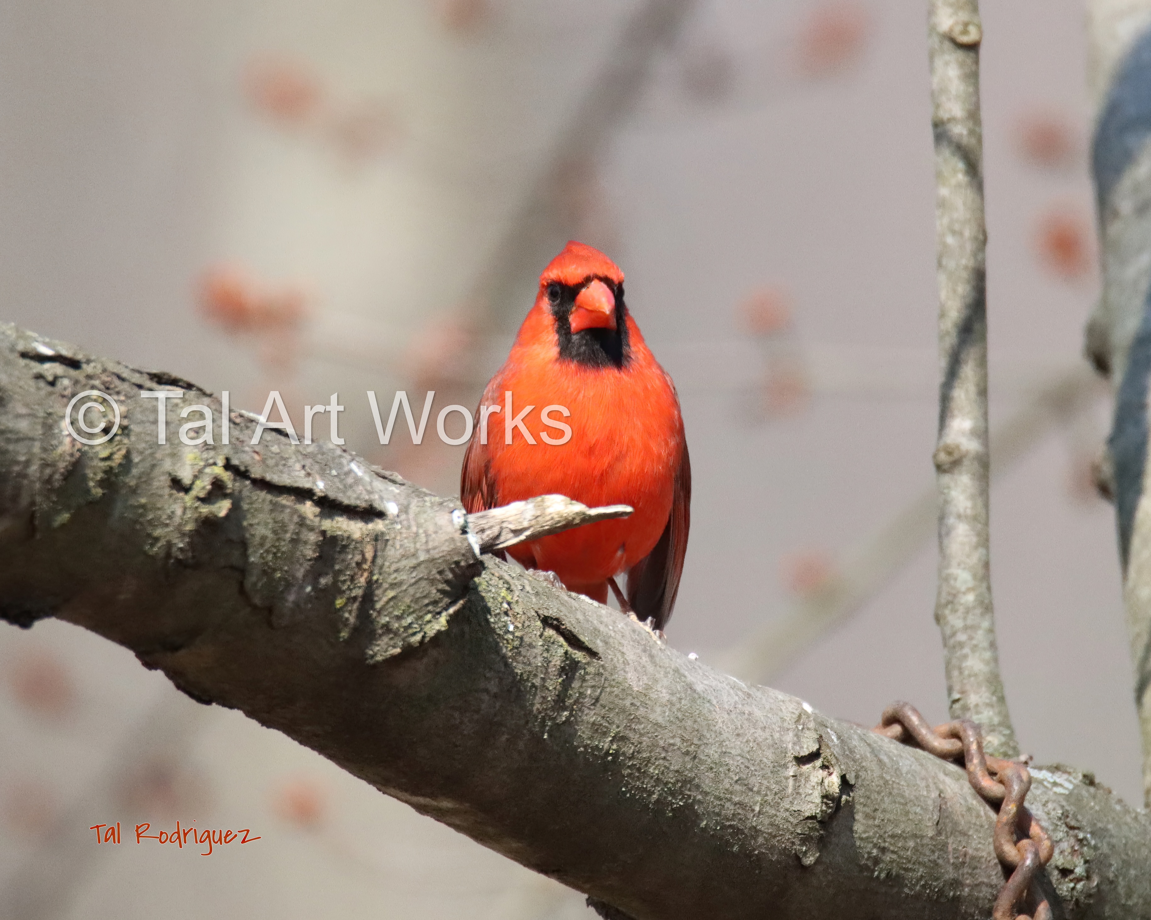 4615 The Spectacular Beauty of the Male Cardinal