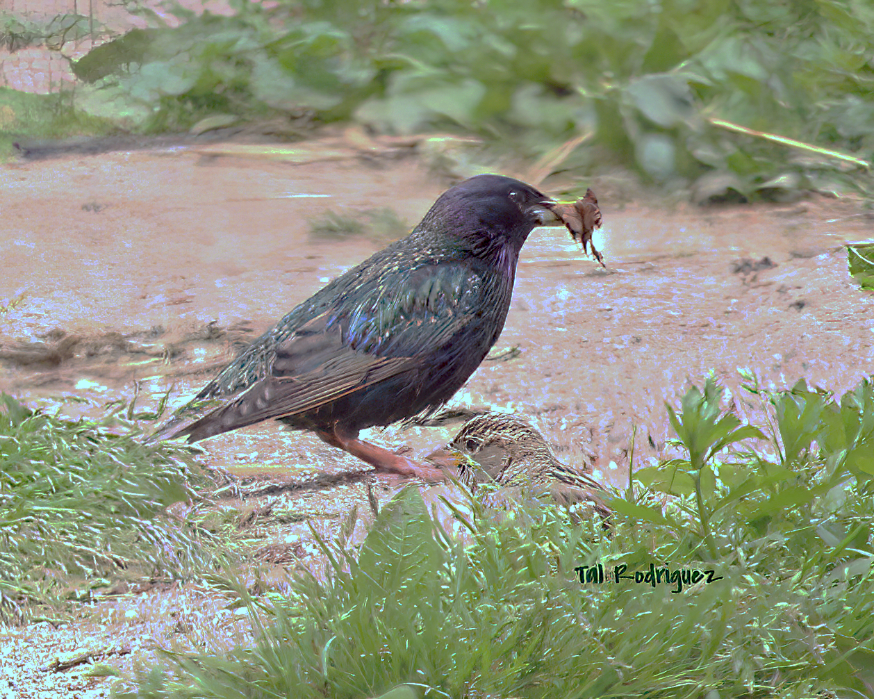 9431 - Giving Life Through Death