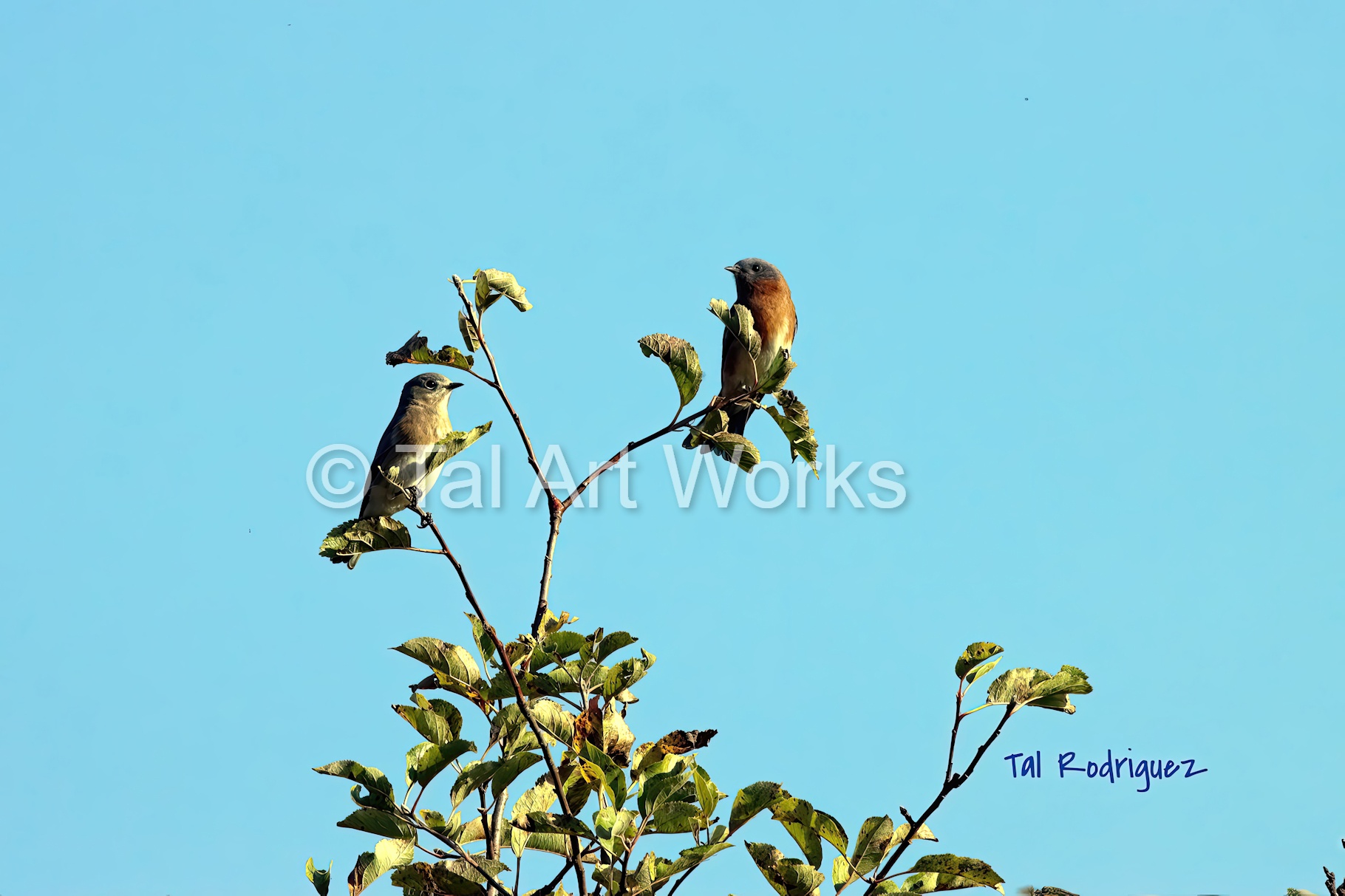 2038 - Two Birds Against the Sky