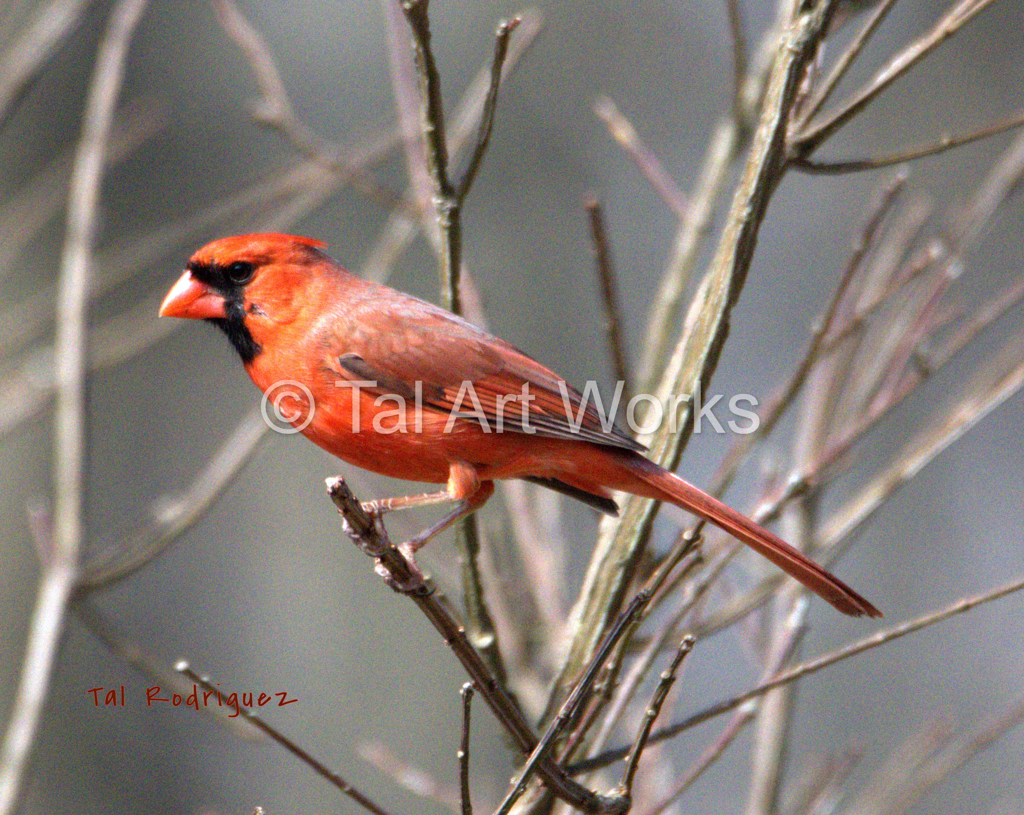 4785 - Northern Cardinal