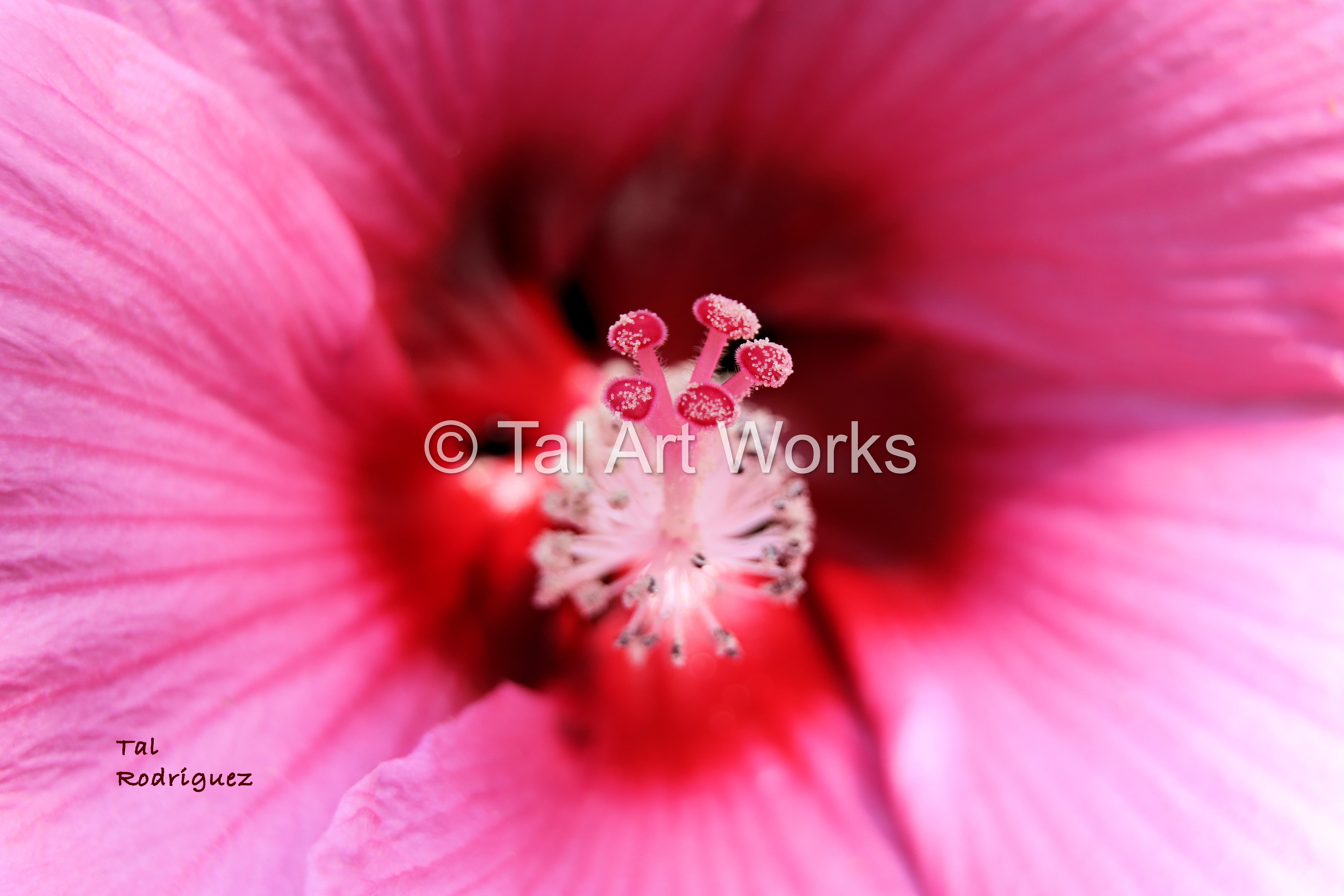 9386 - Pink Flower Close Up