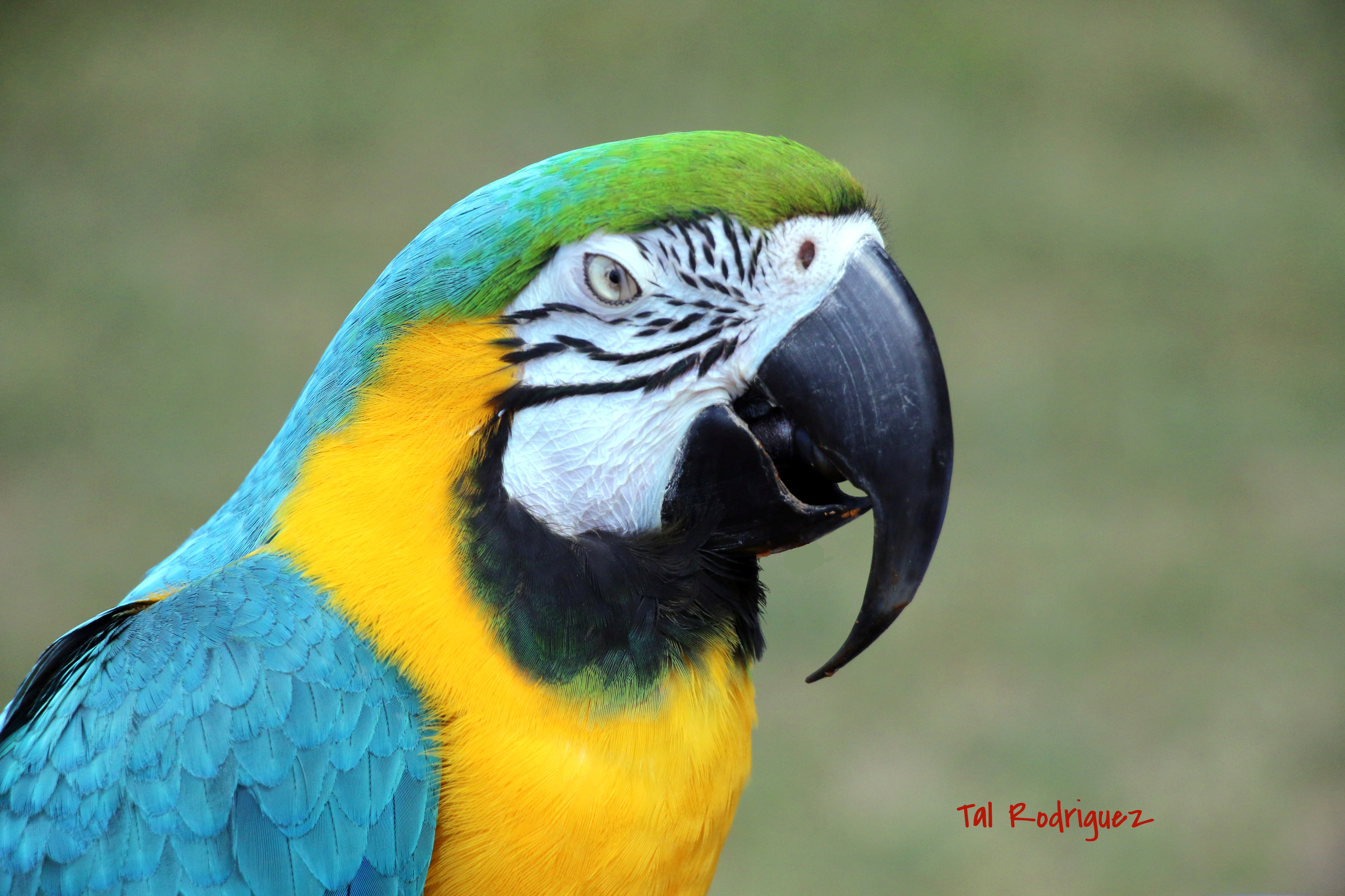0112 - Blue and Gold Macaw