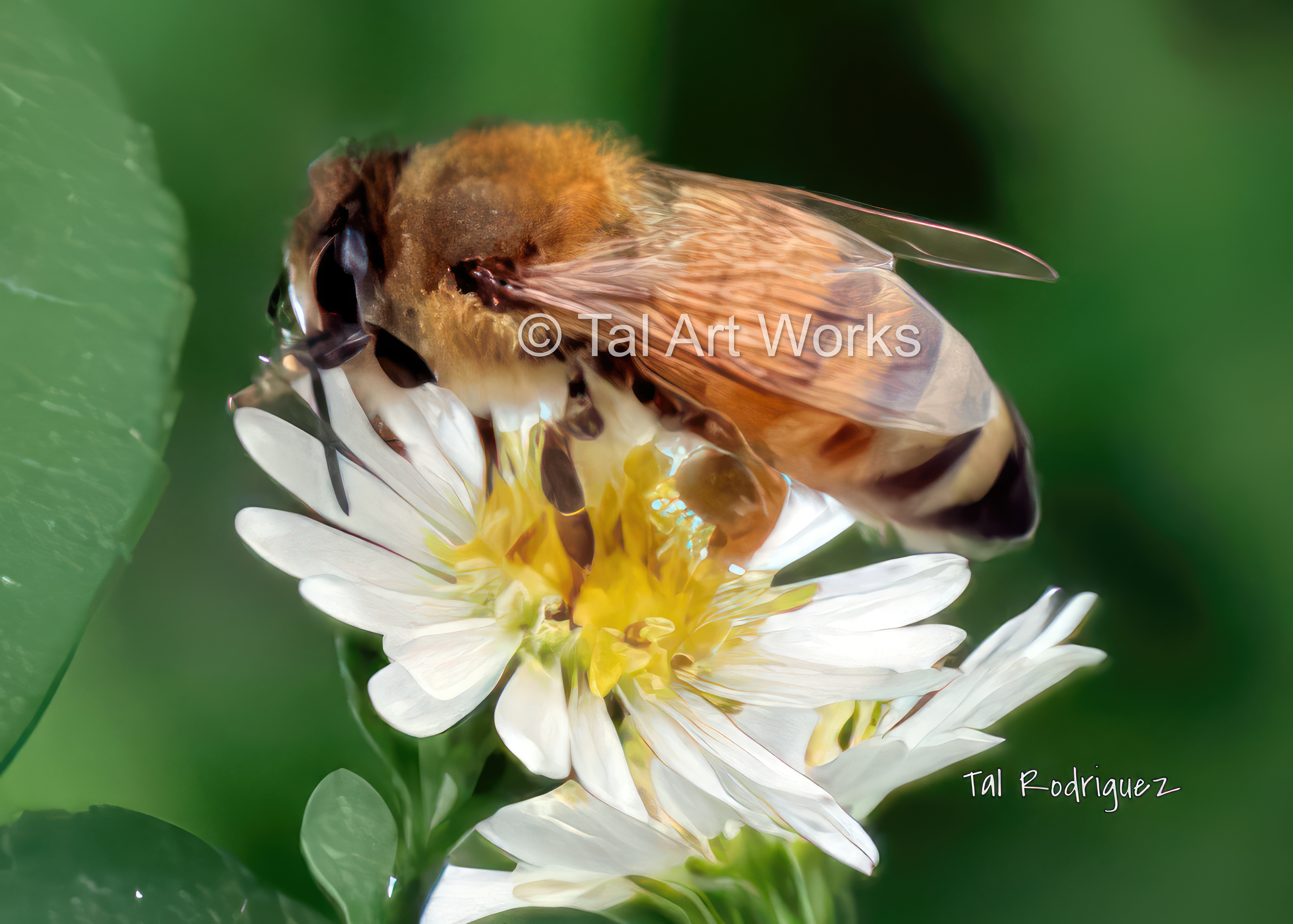 BOF 3 - Honey Bee on a Flower