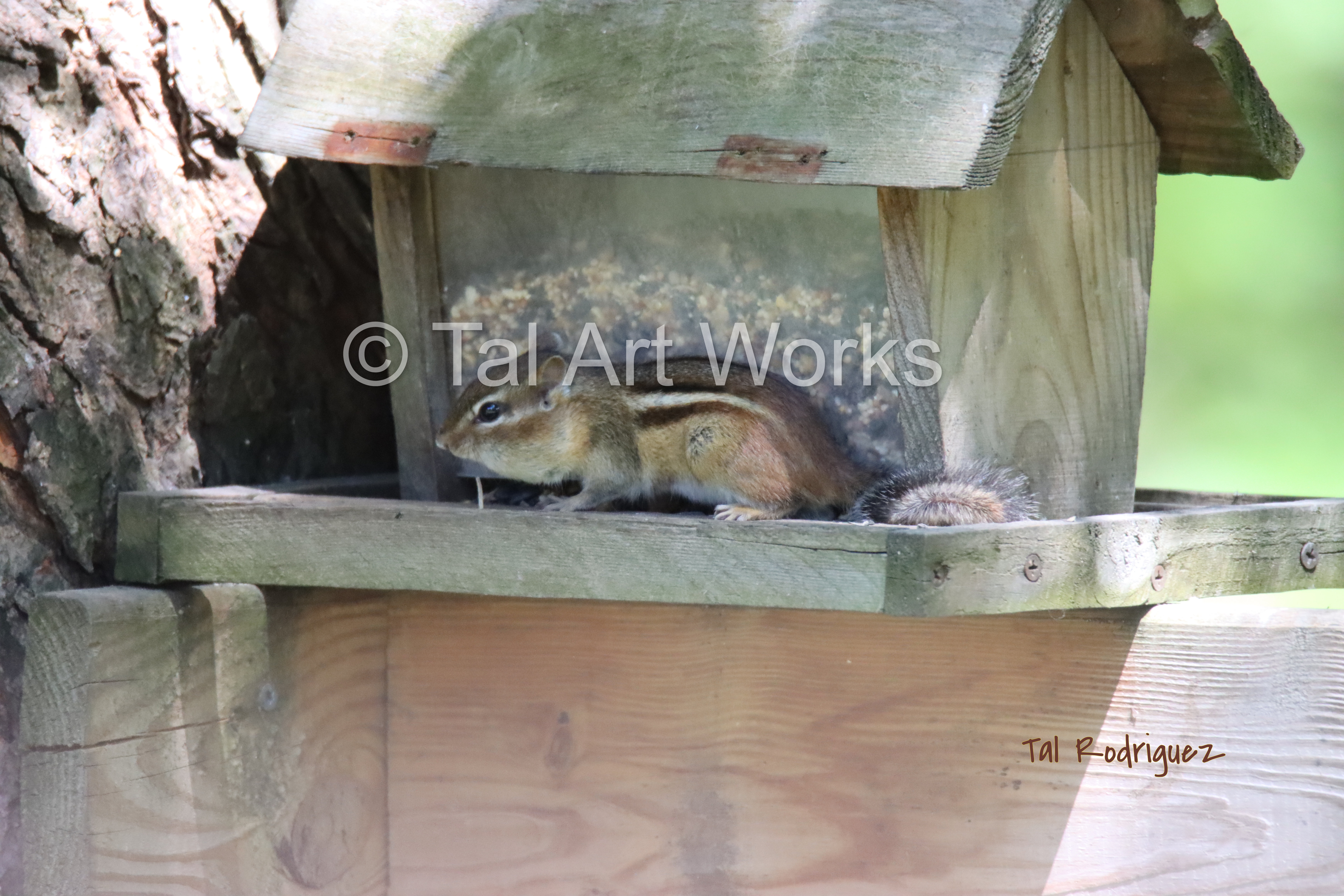 5980 - Chipmunk at Feeder