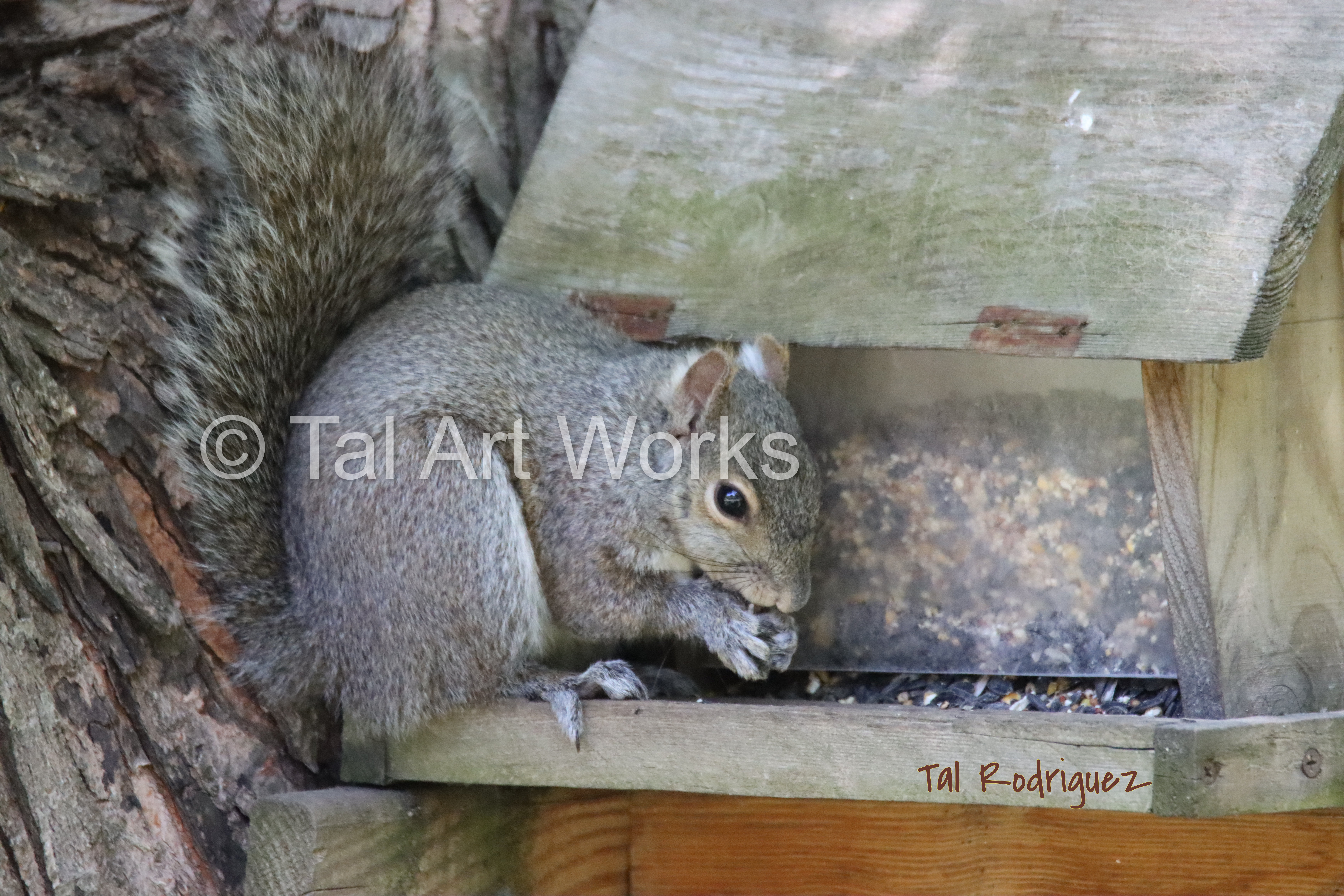 6132 - Squirrel Stealing a Snack