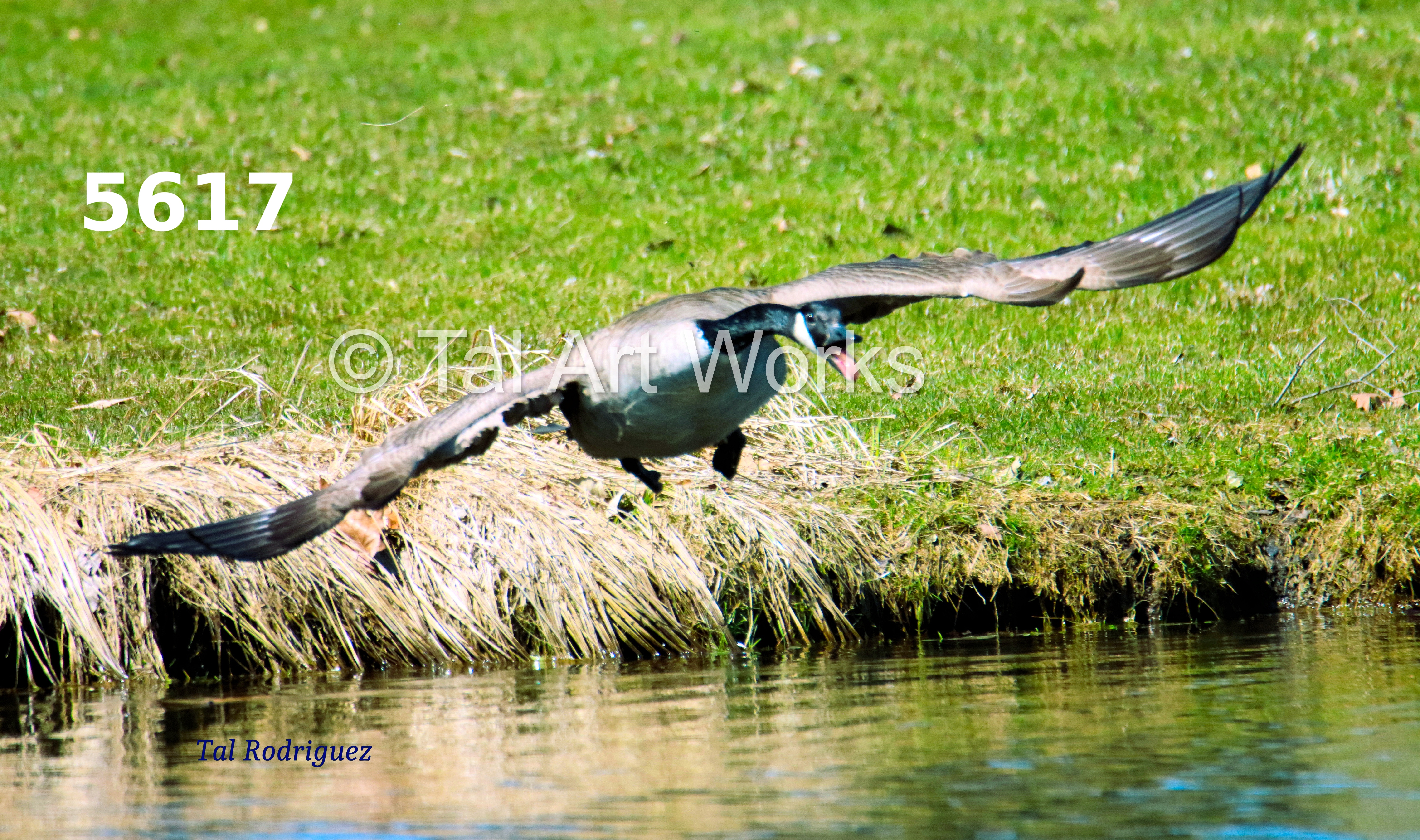5000 Series - Goose Spreading Wings (3 Photo Series)
