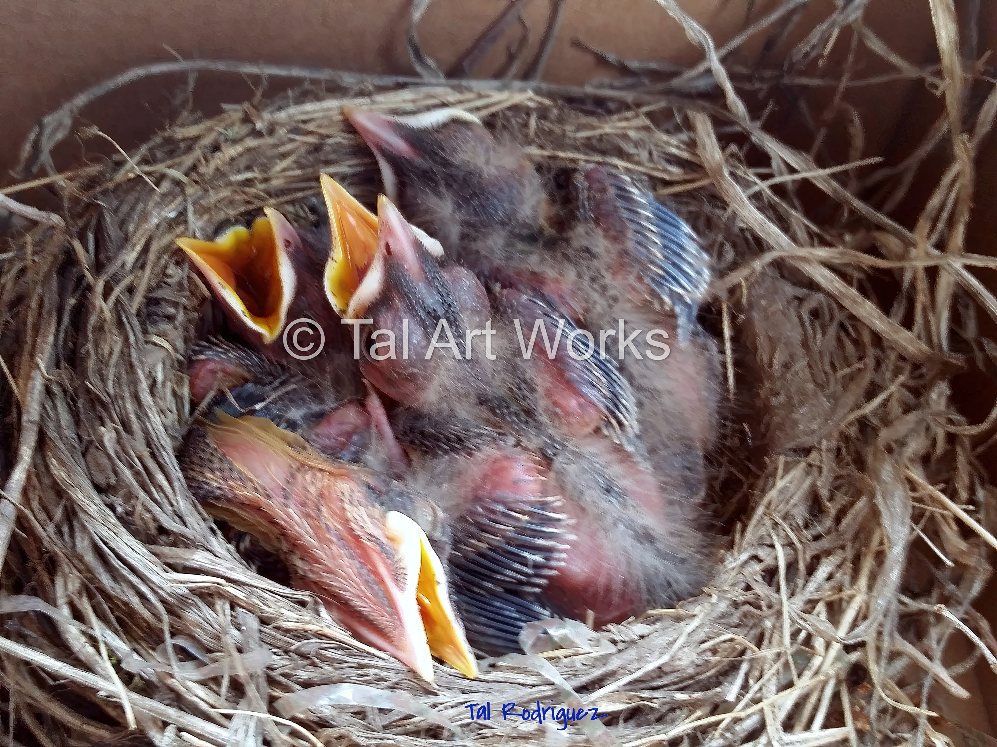 33251 - Baby Birds in Nest