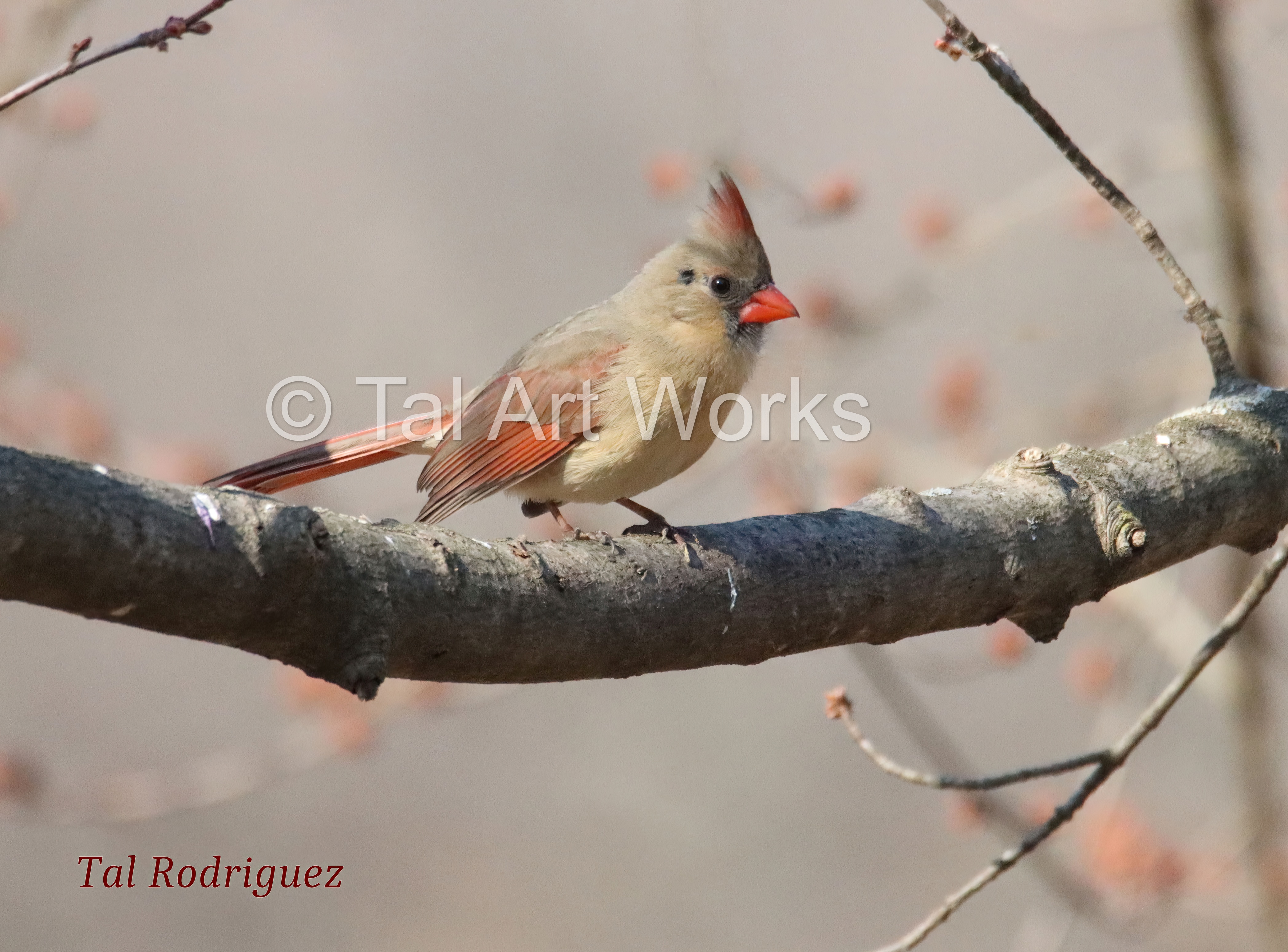 5431 - Female Cardinal