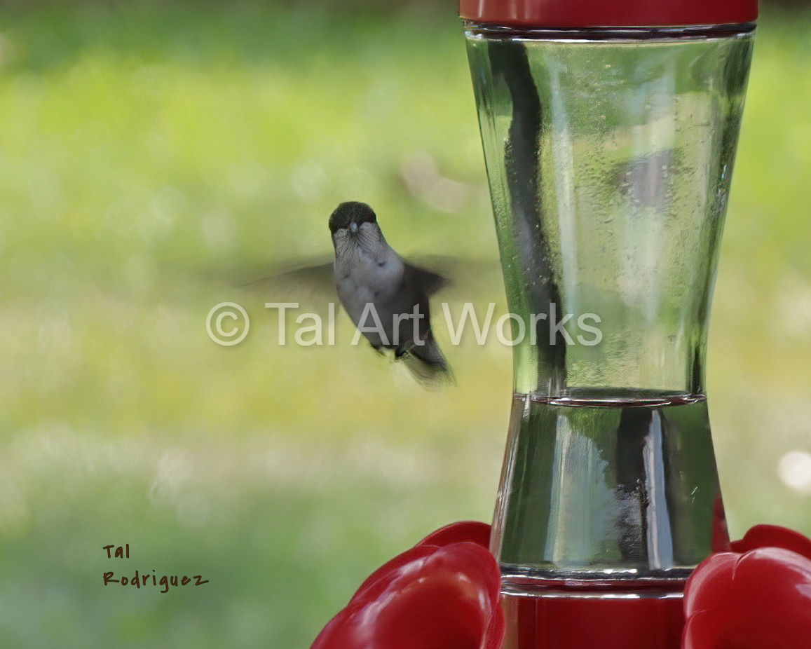 1647 - Curious Hummingbird