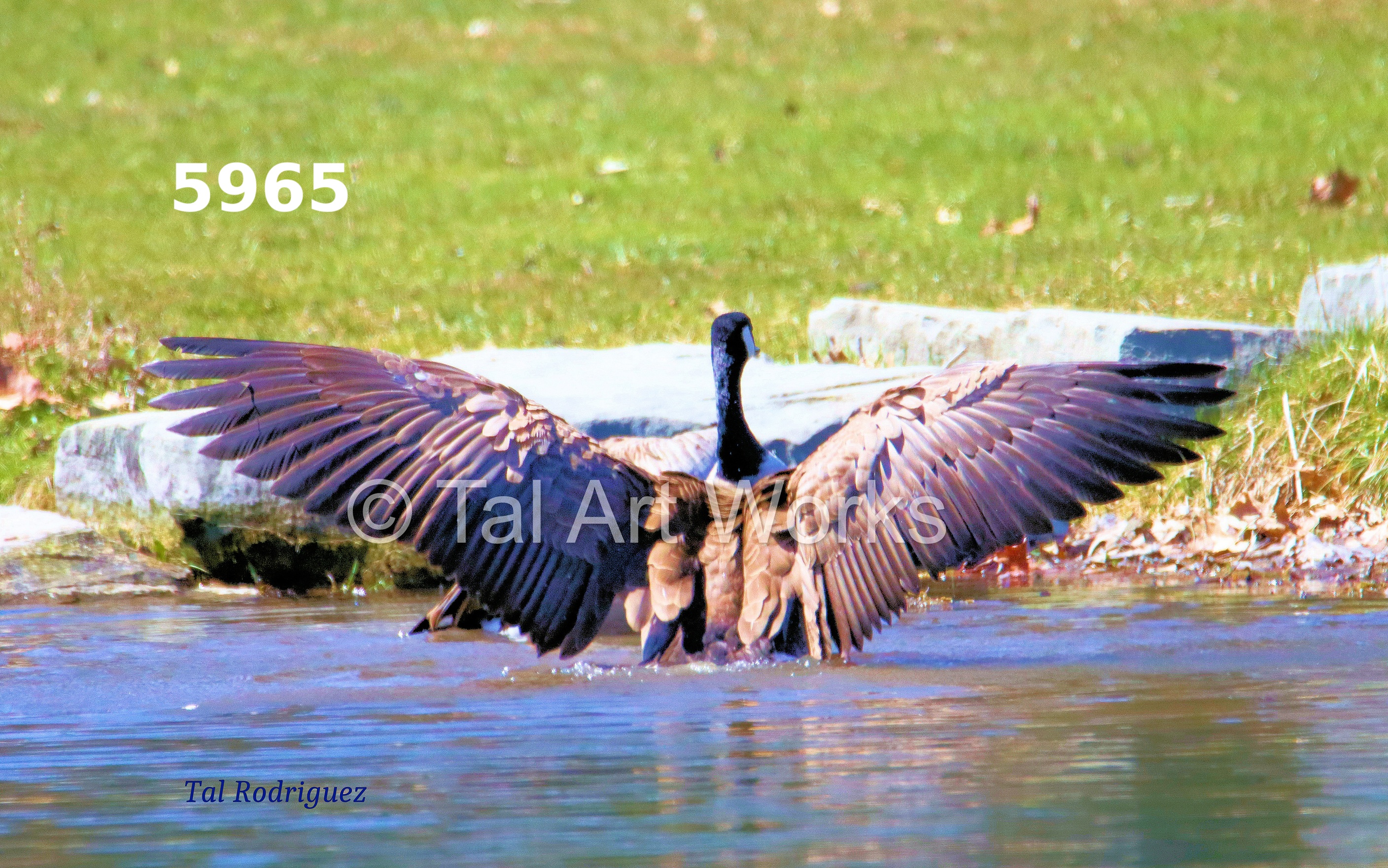 5000 Series - Goose Spreading Wings (3 Photo Series)