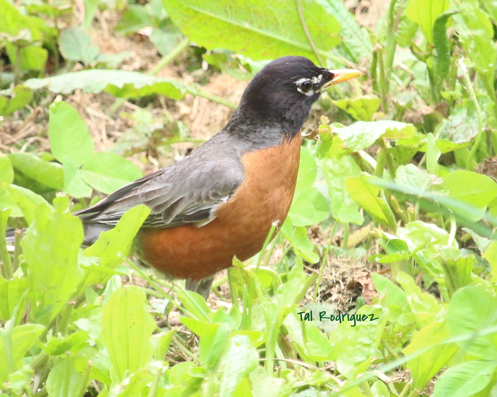 9435 - The Rockin' Robin