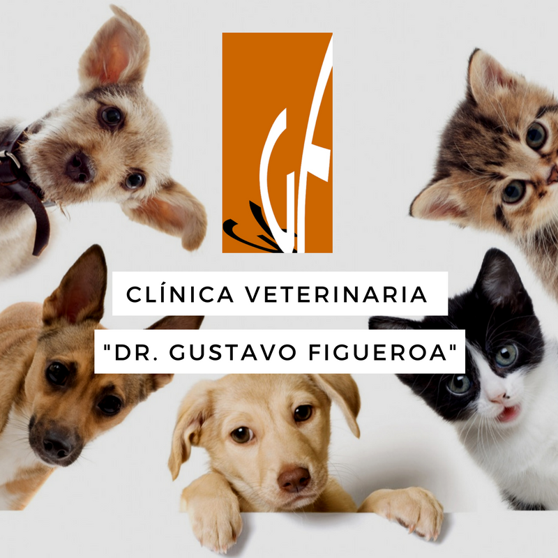 Clínica Veterinaria Dr. Gustavo Figueroa