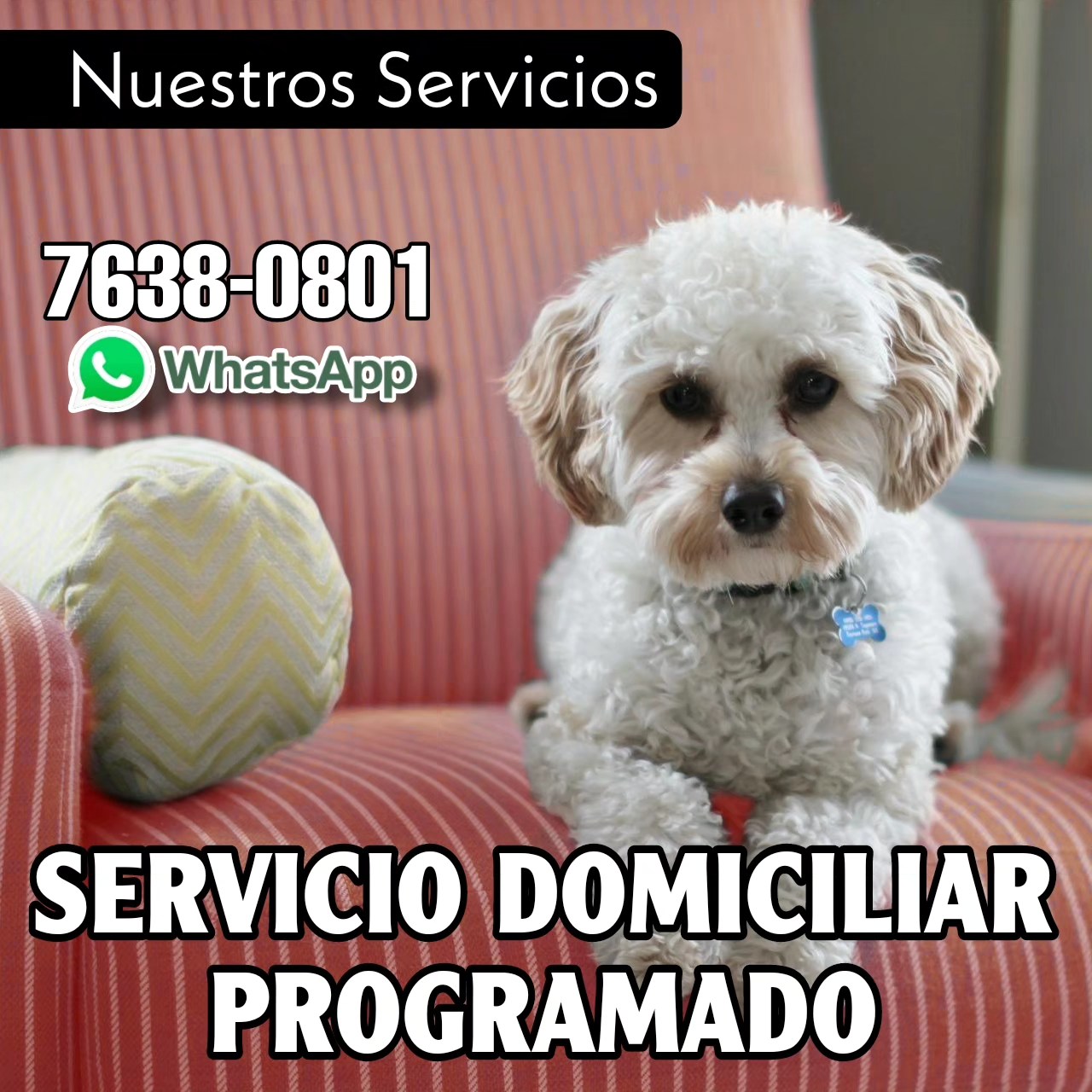 Clínica Veterinaria Dr. Gustavo Figueroa