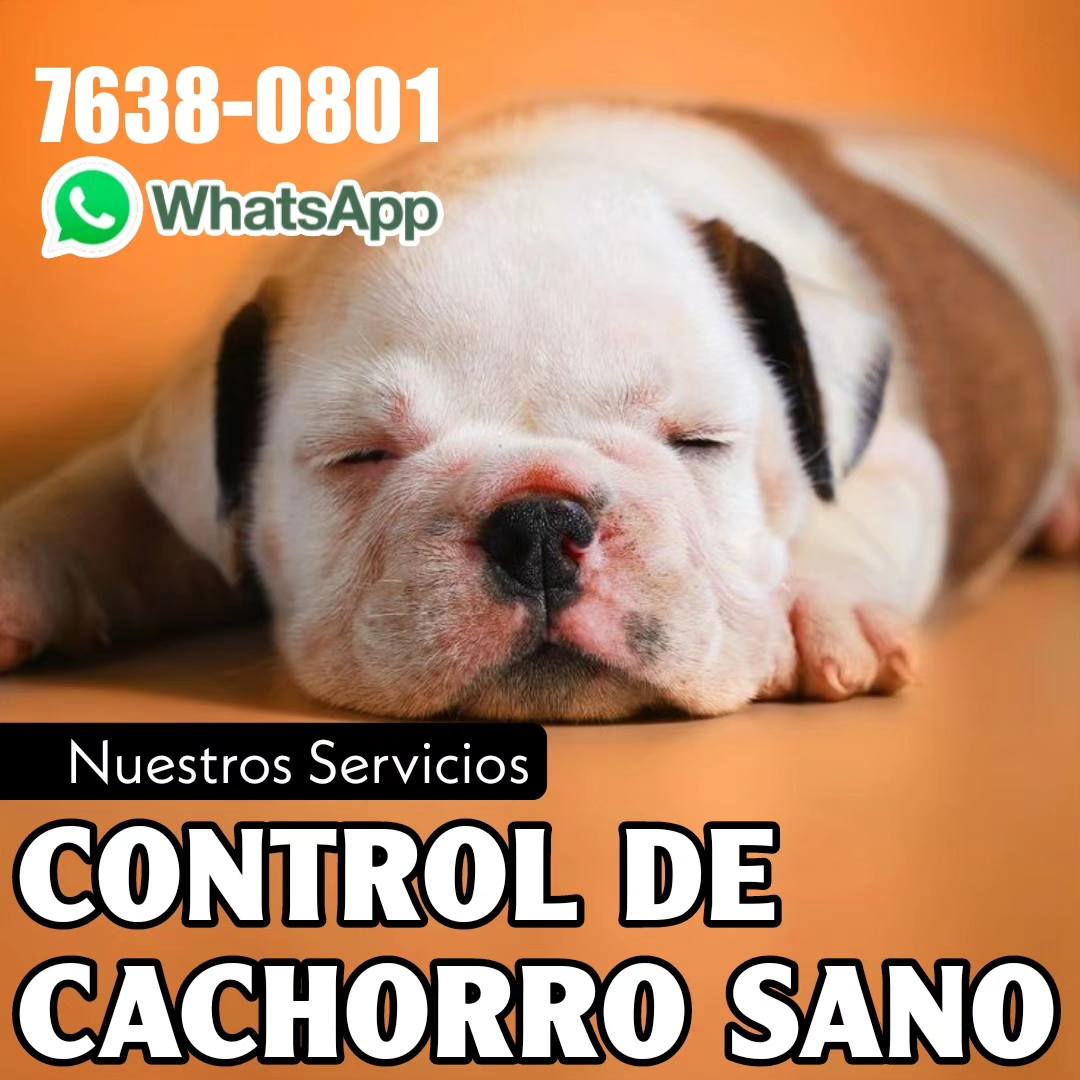 Clínica Veterinaria Dr. Gustavo Figueroa