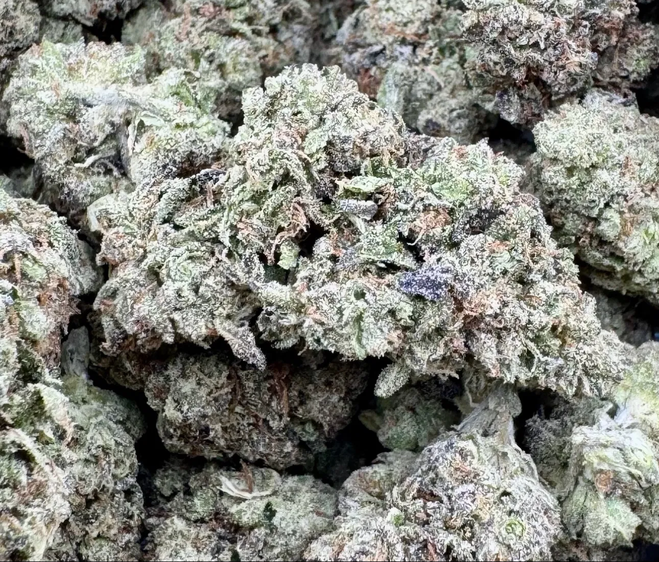 Gush Mintz - Indica