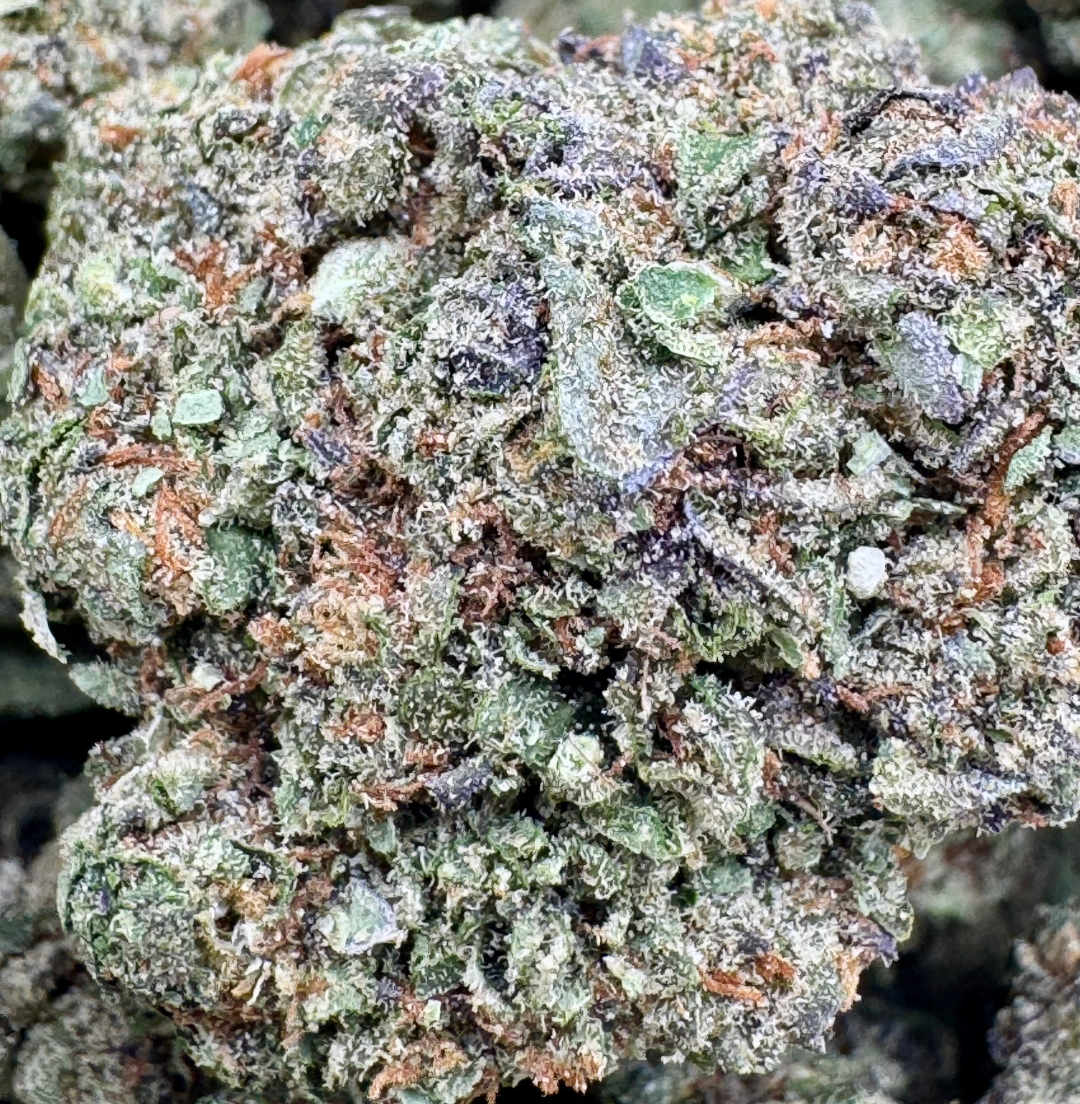 GICC (Gelato Ice Cream Cake) - Indica