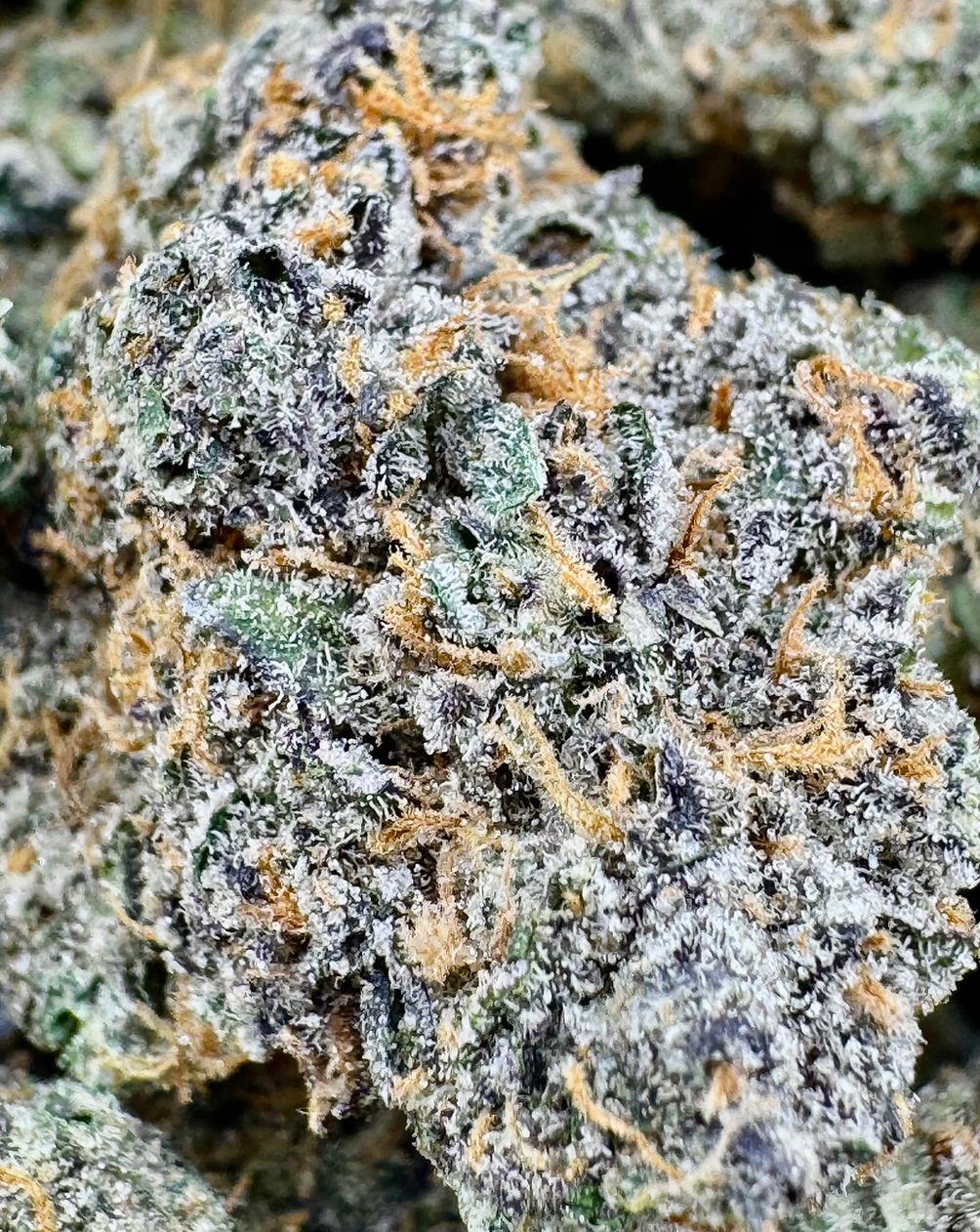 GMO - Hybrid - (Exotic Limited)