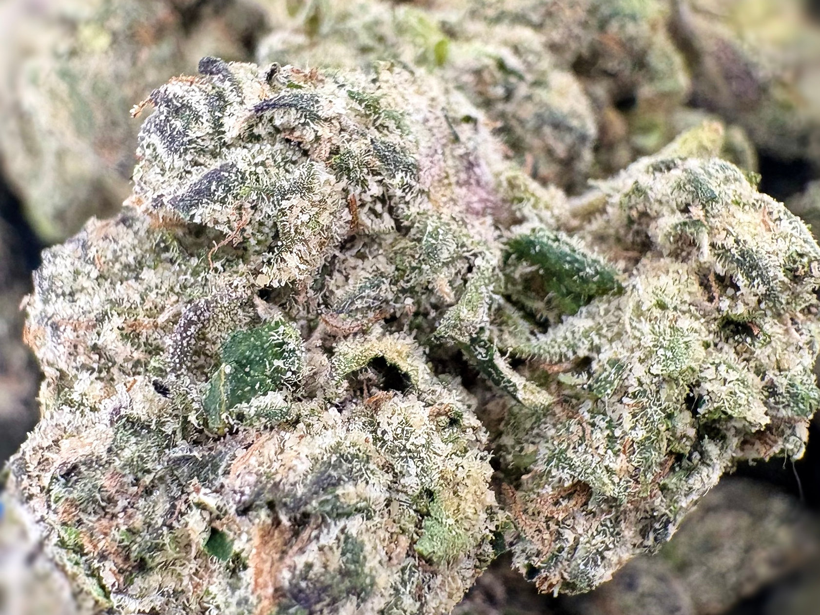 Obama Runtz - Hybrid - (Exotic Limited)