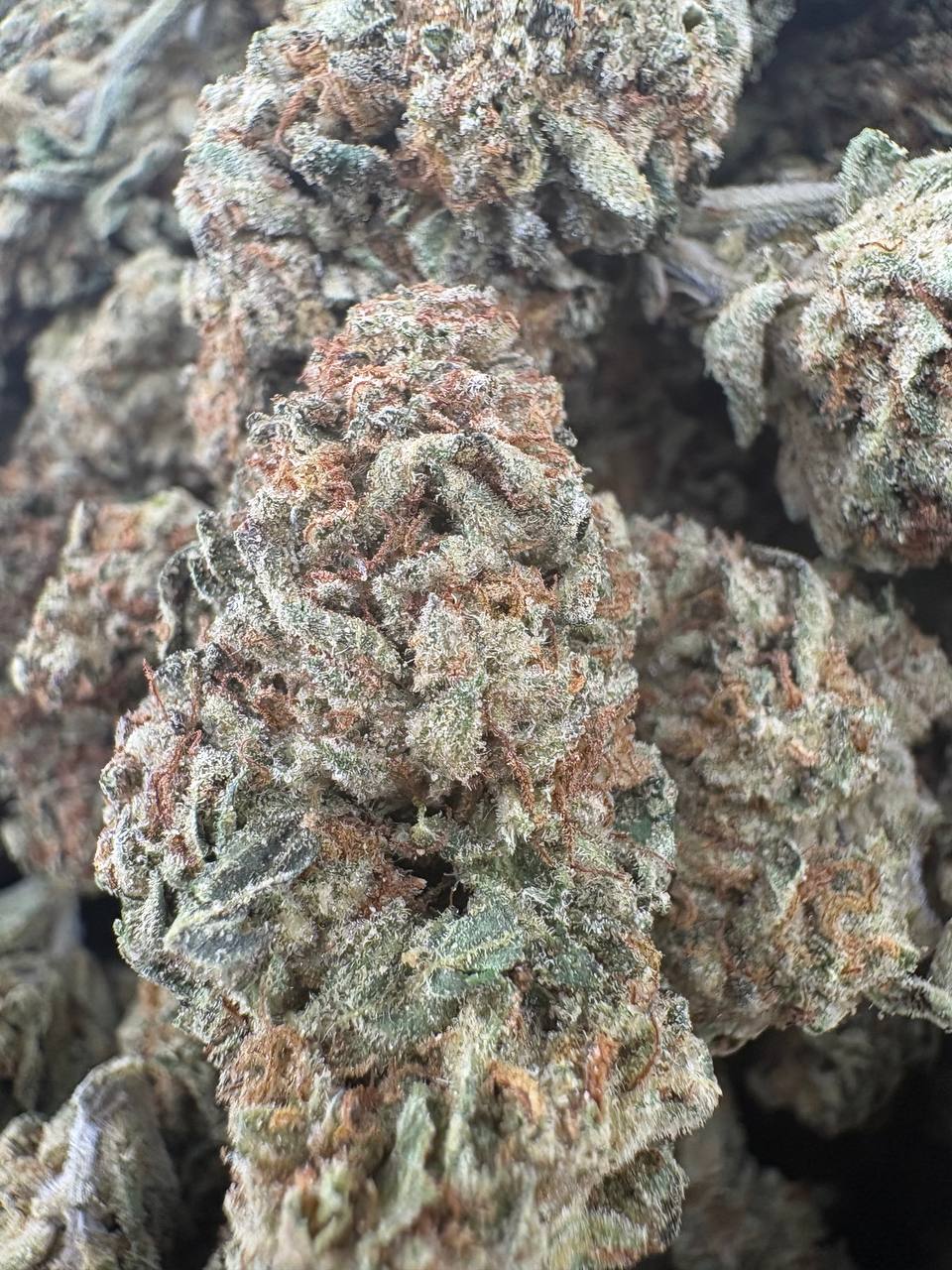 Animal Cookies - Hybrid