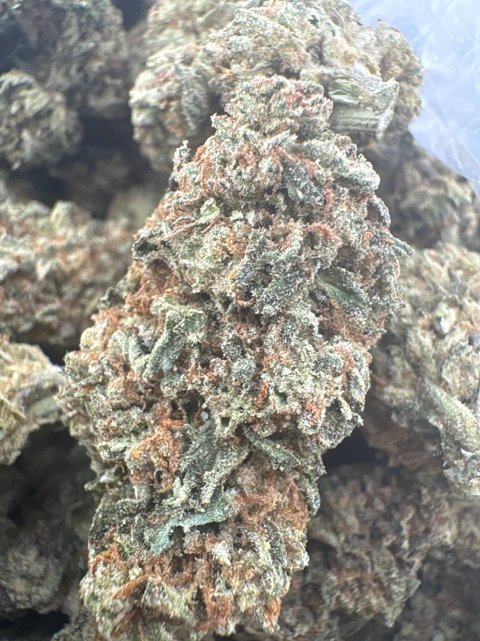 Animal Cookies - Hybrid