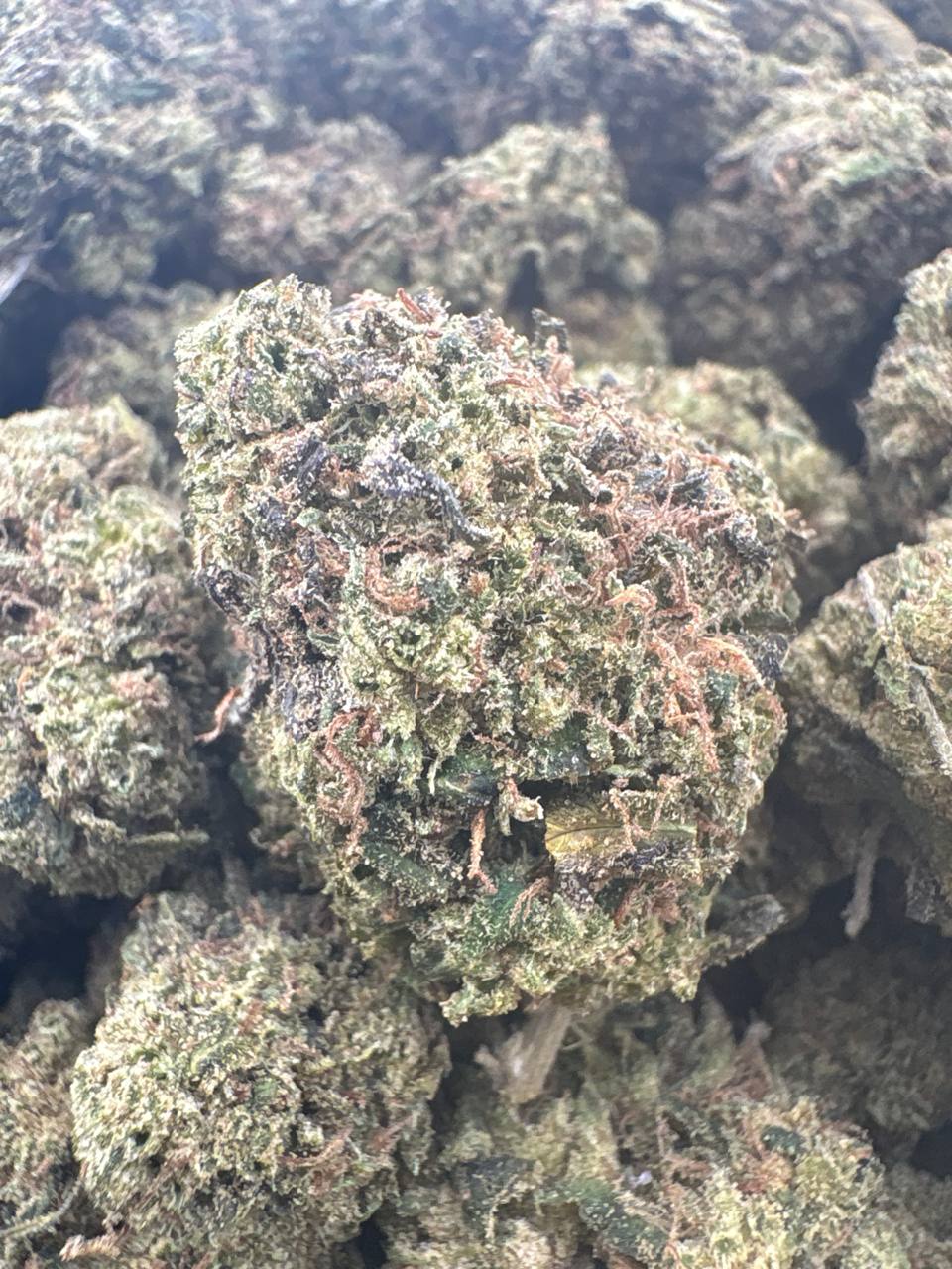 Candy Gelato - Hybrid