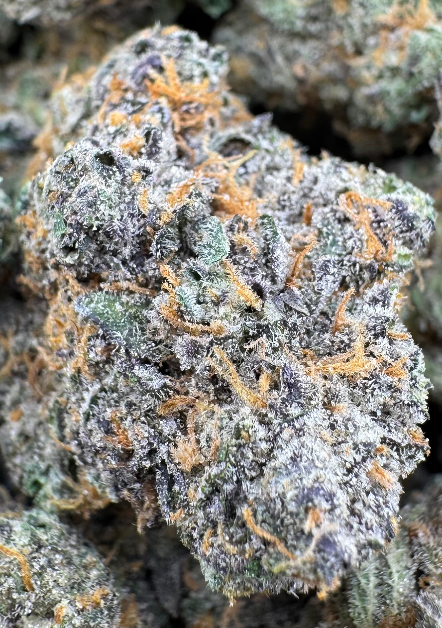 GMO - Hybrid - (Exotic Limited)