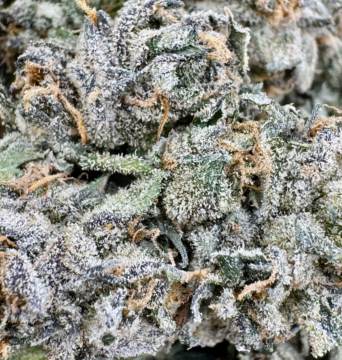 Royal Runtz - Hybrid - (Exotic Limited)