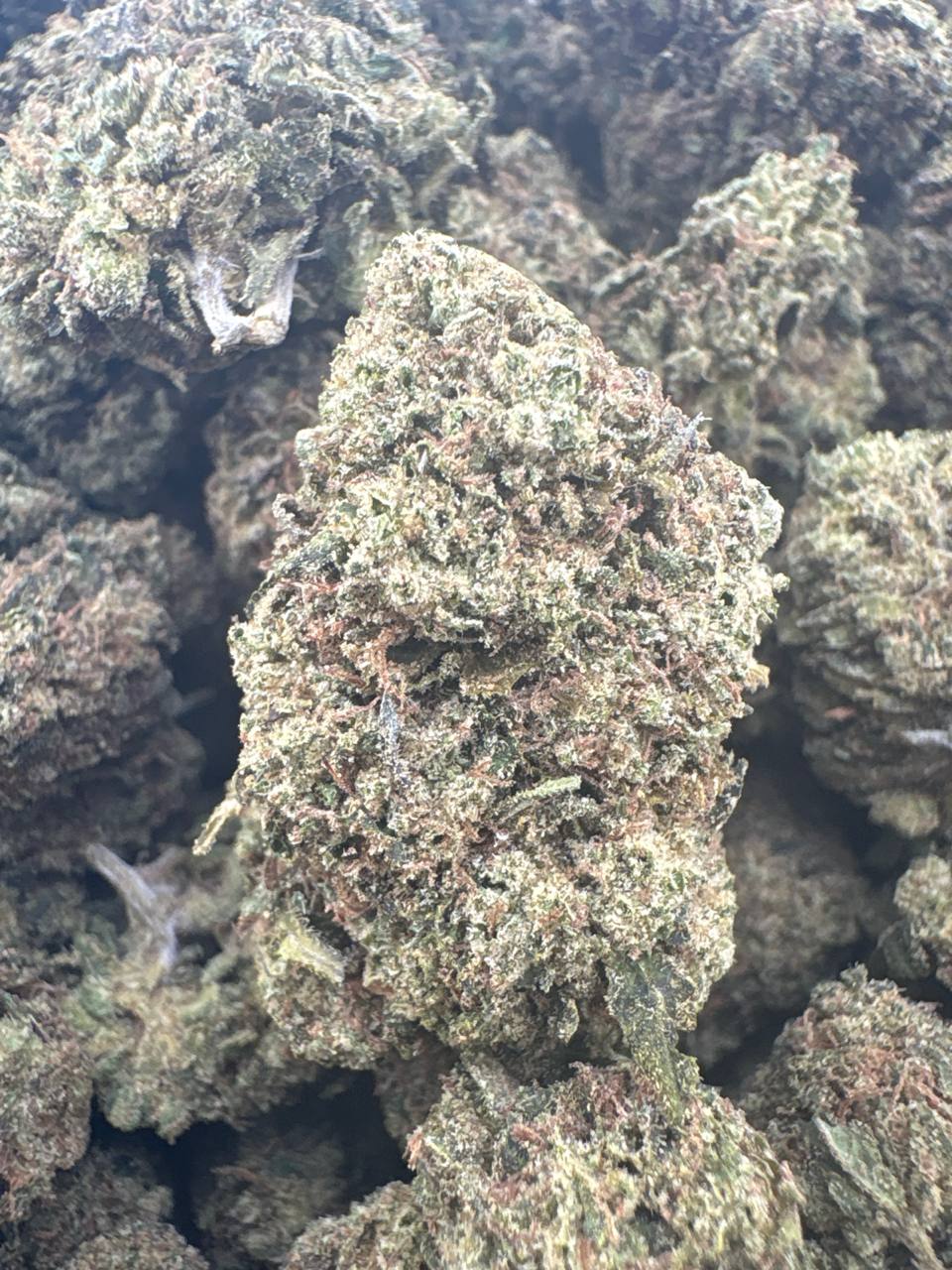 Candy Gelato - Hybrid