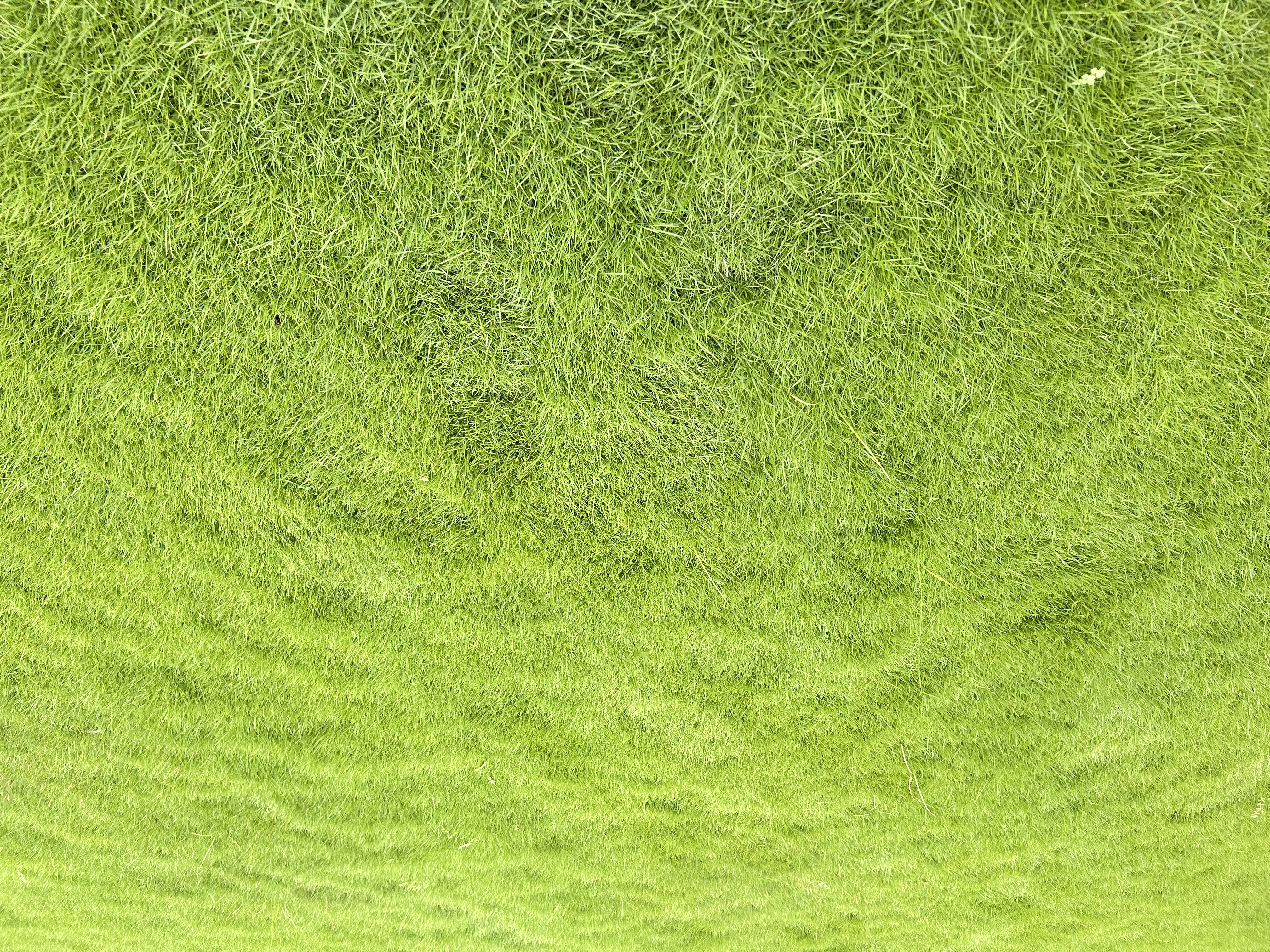 Natural Mexican Grass 