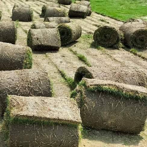 Natural Nilgiri grass