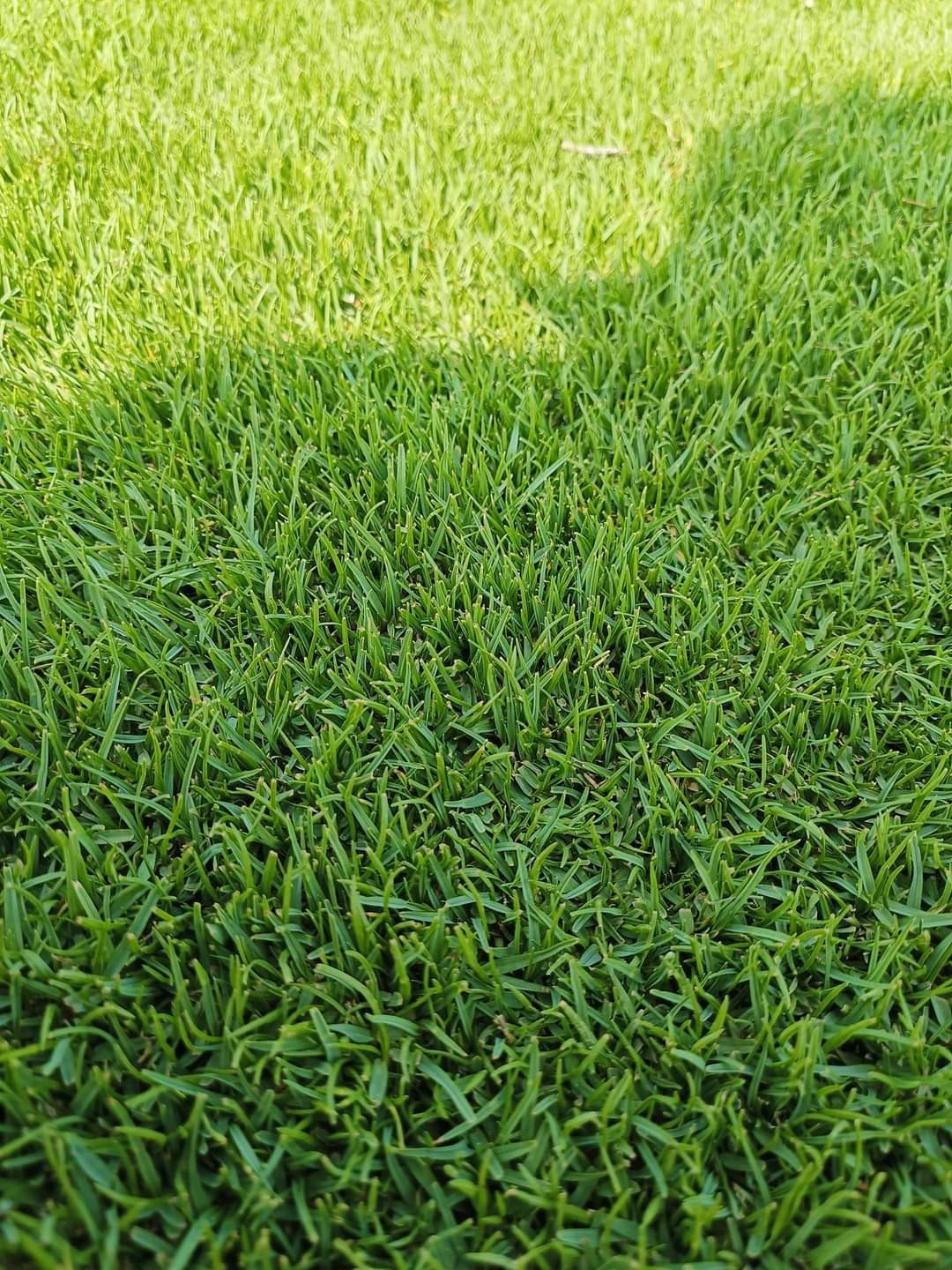 Natural Korean Lawn Grass