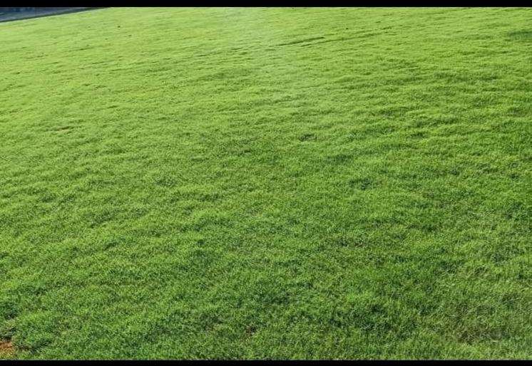 Natural Korean Lawn Grass