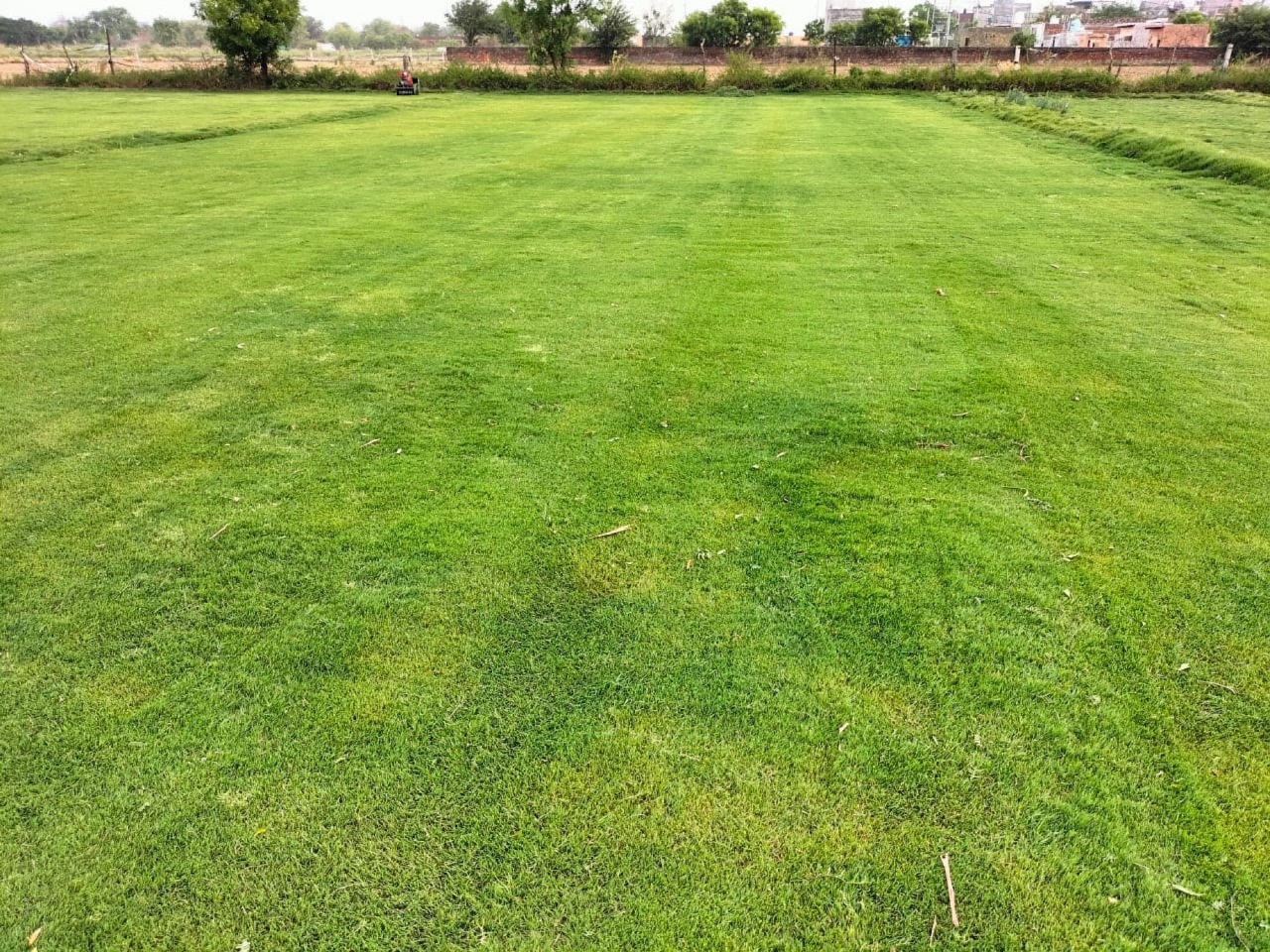 Natural Selection No 1 Lawn Grass 