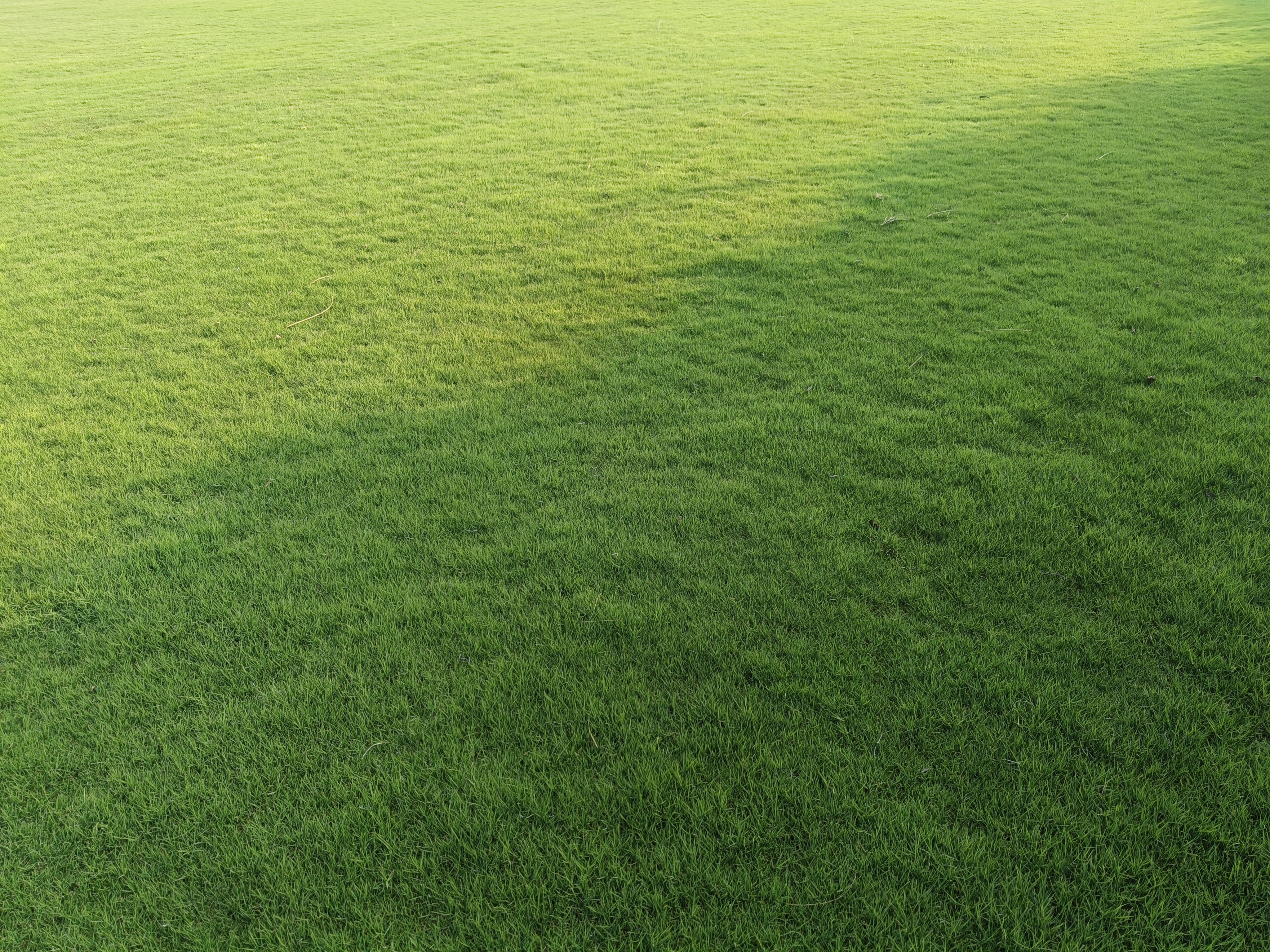 Natural Lawn Grass