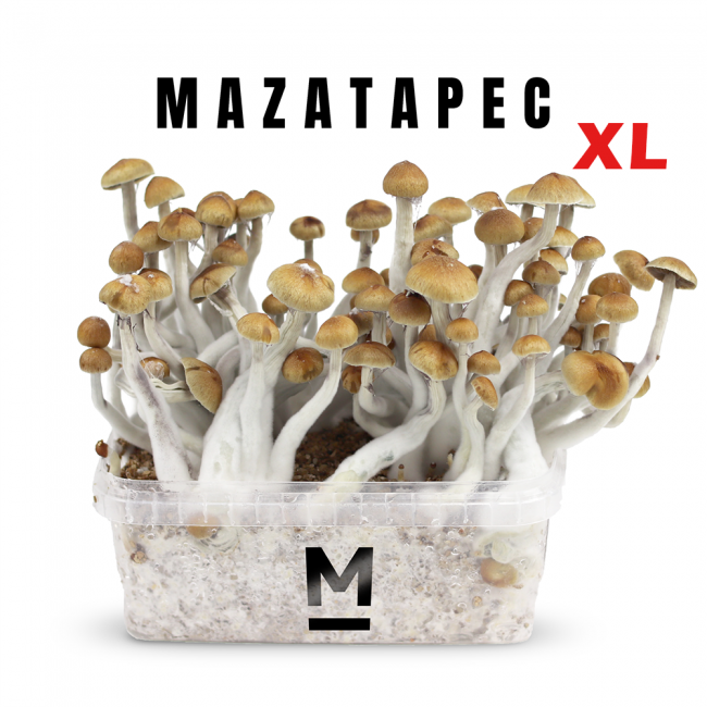 Mazatapec Magic Mushrooms Grow Kit