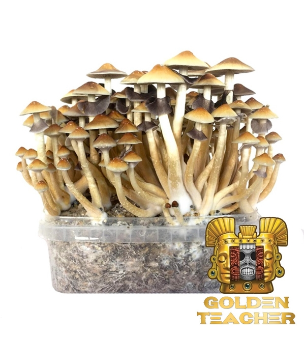 Golden Teacher Magic Mushrooms Grow Kit