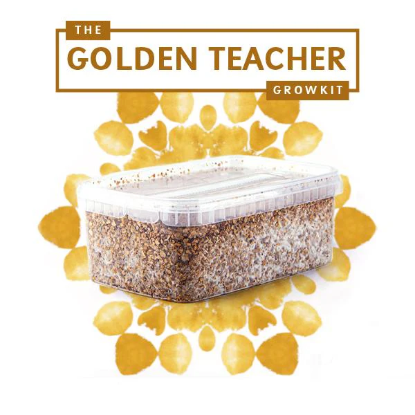 Golden Teacher Magic Mushrooms Grow Kit