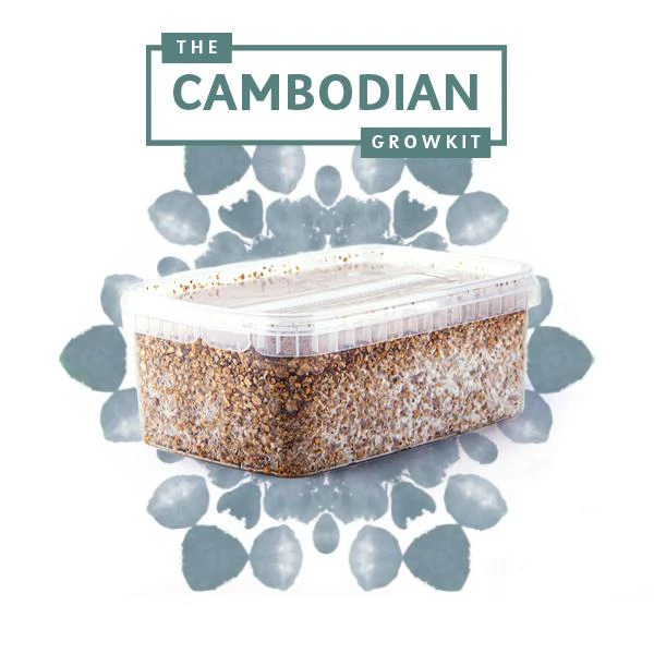 Cambodian Magic Mushrooms Grow Kit