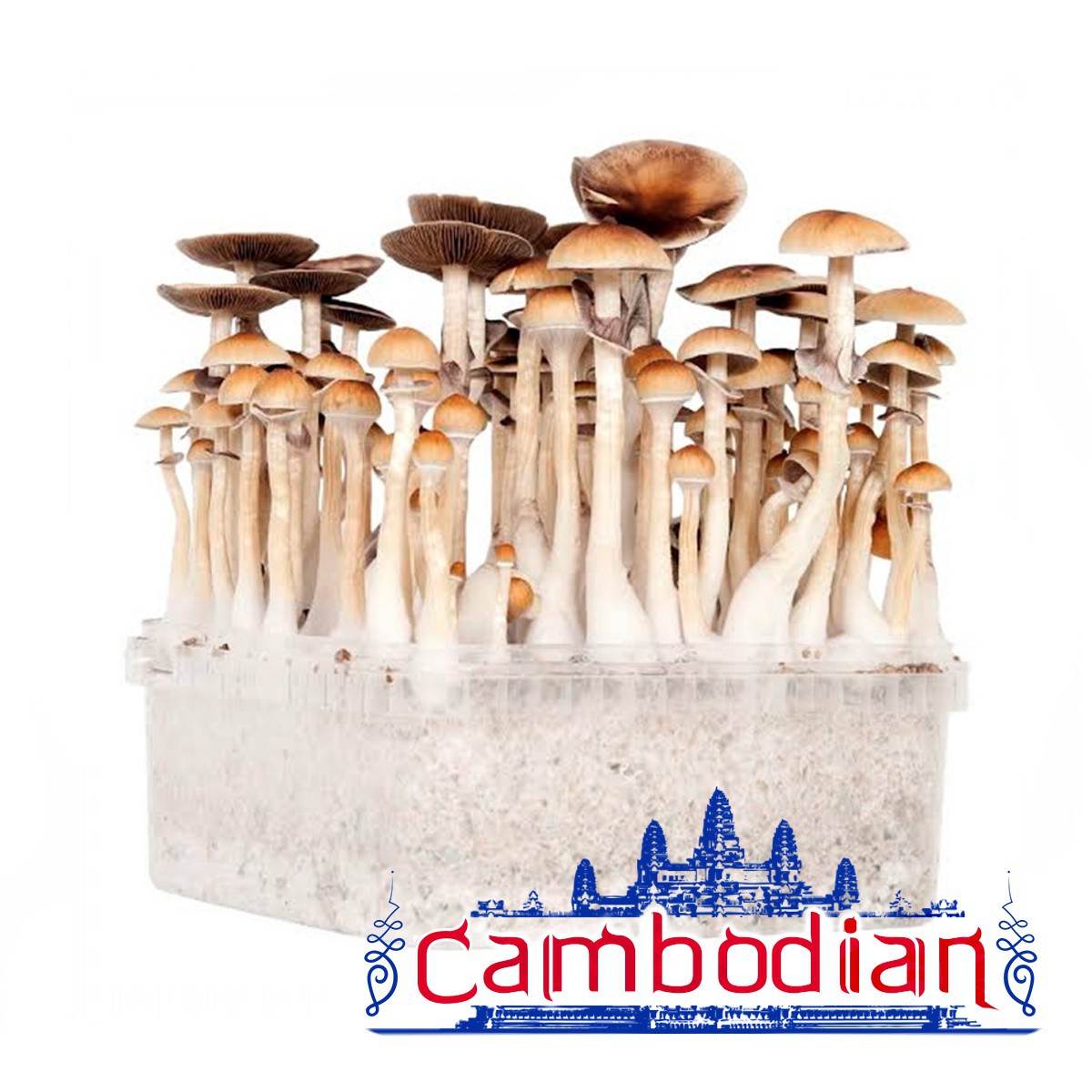 Cambodian Magic Mushrooms Grow Kit