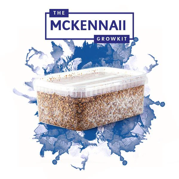 McKennaii Magic Mushrooms Grow Kit