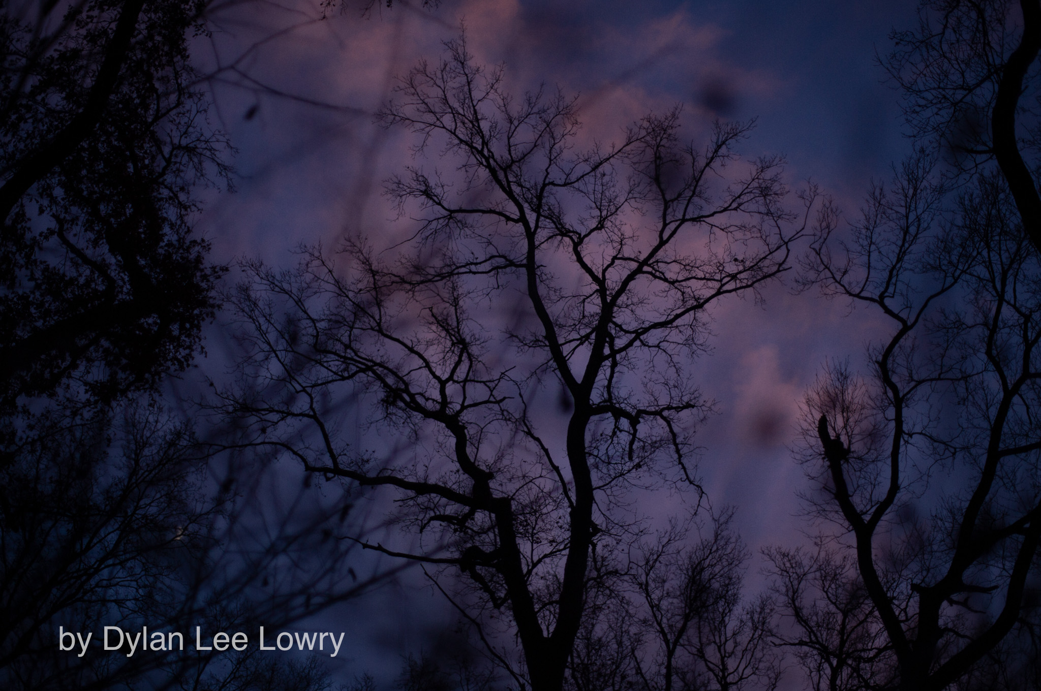 Berlin Forest Portraiture