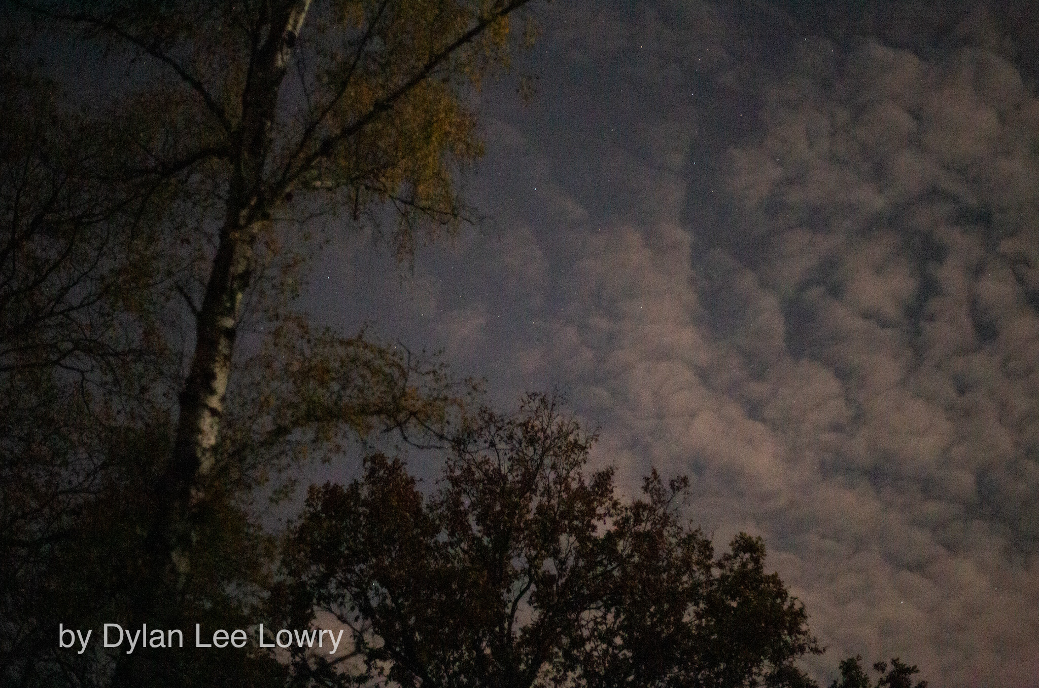 Berlin Forest Portraiture