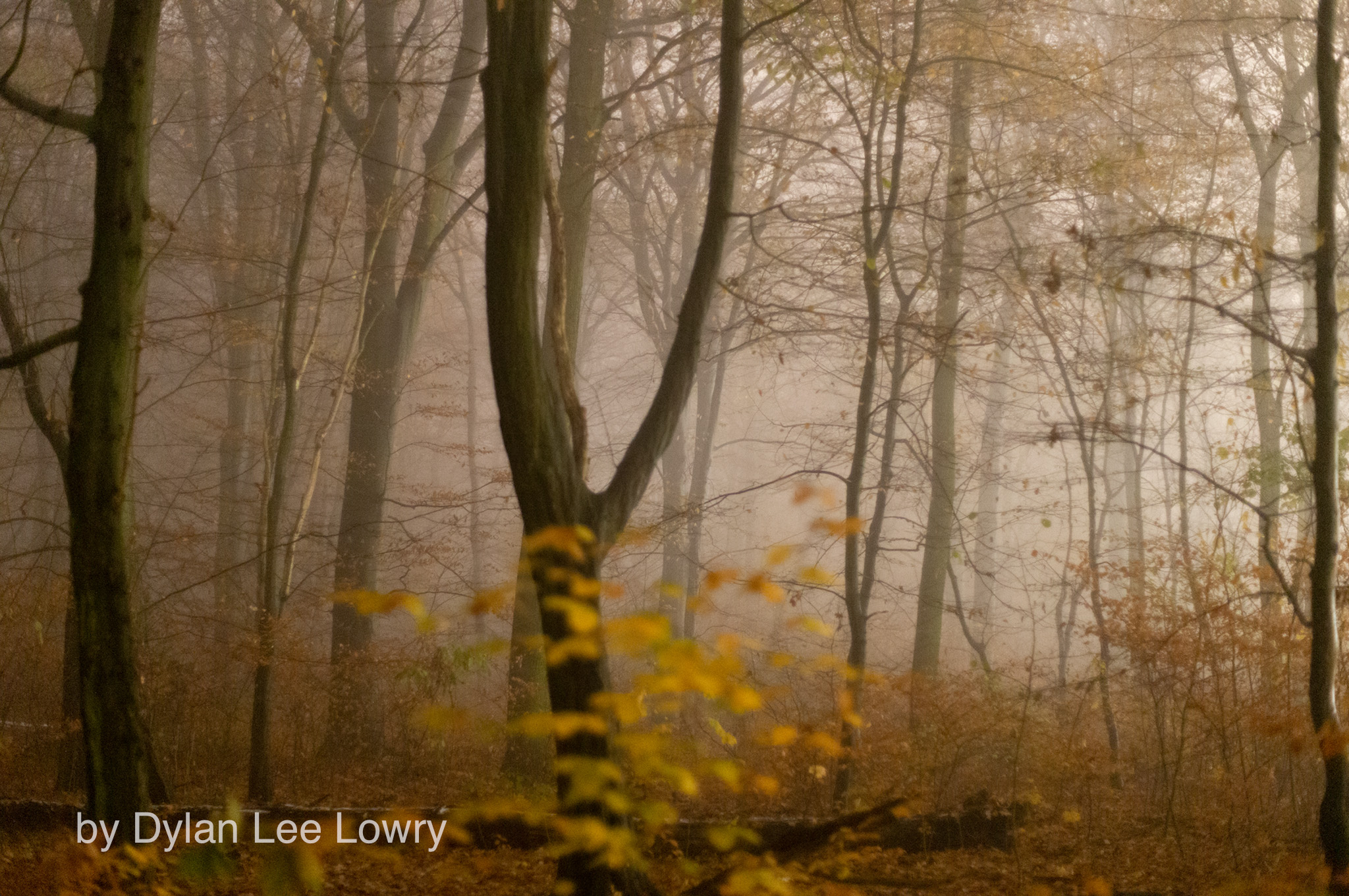 Berlin Forest Portraiture