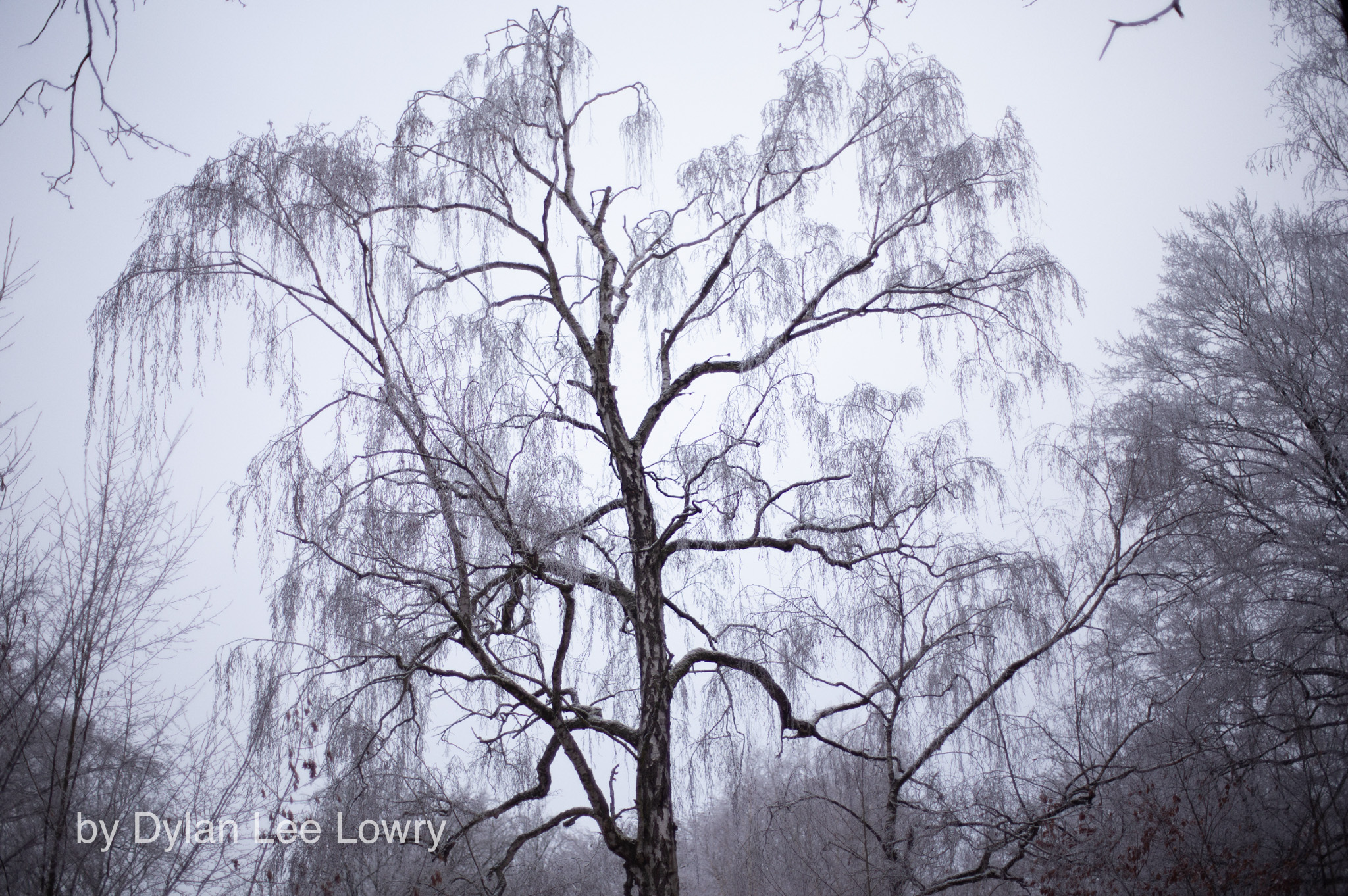 Berlin Forest Portraiture