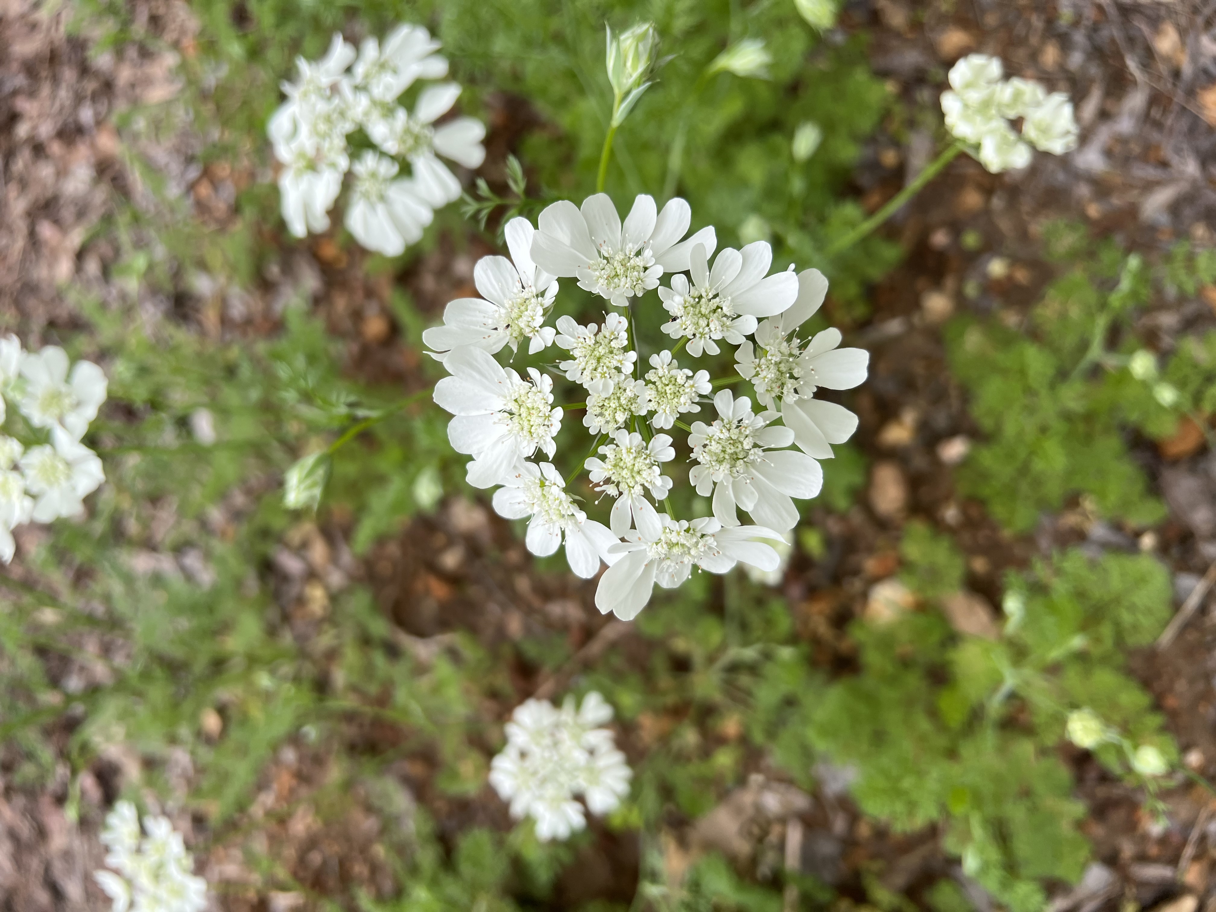 Orlaya - White Lace Flower